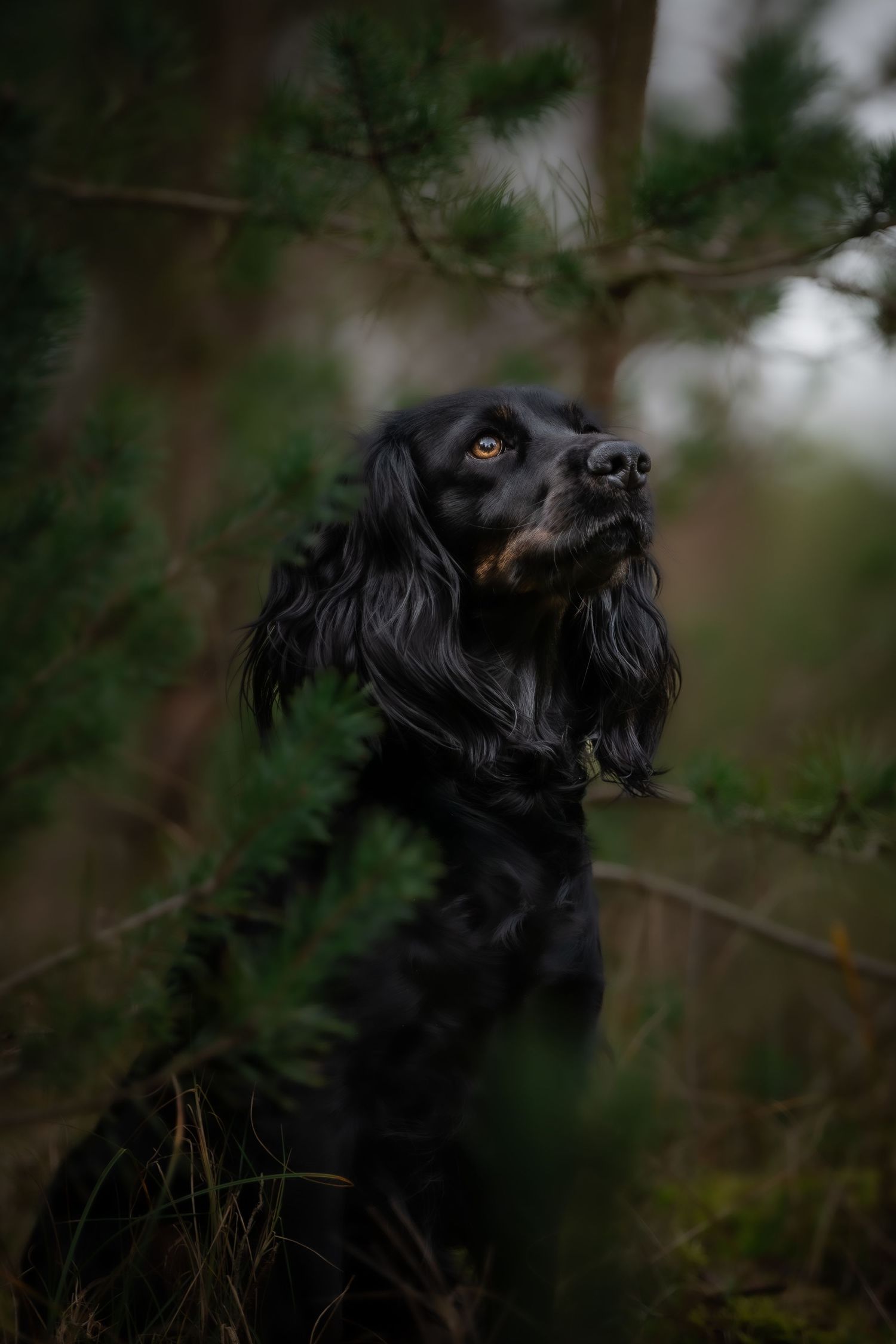 dog photographer, dog photography, king's lynn photographer, norfolk dog photoographer