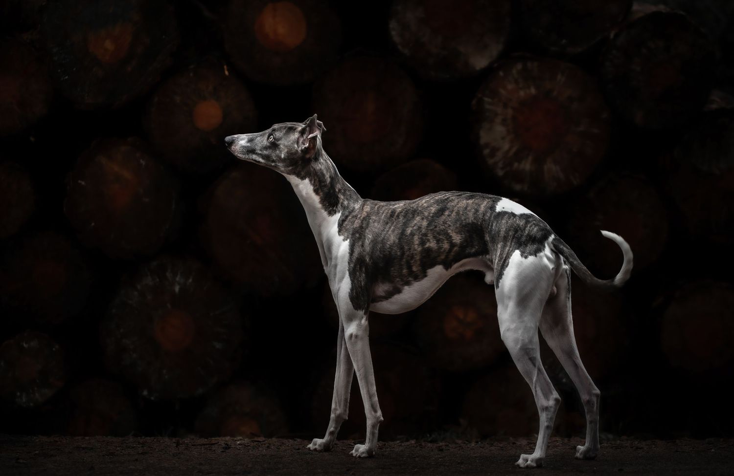 dog photographer, dog photography, king's lynn photographer, norfolk dog photoographer