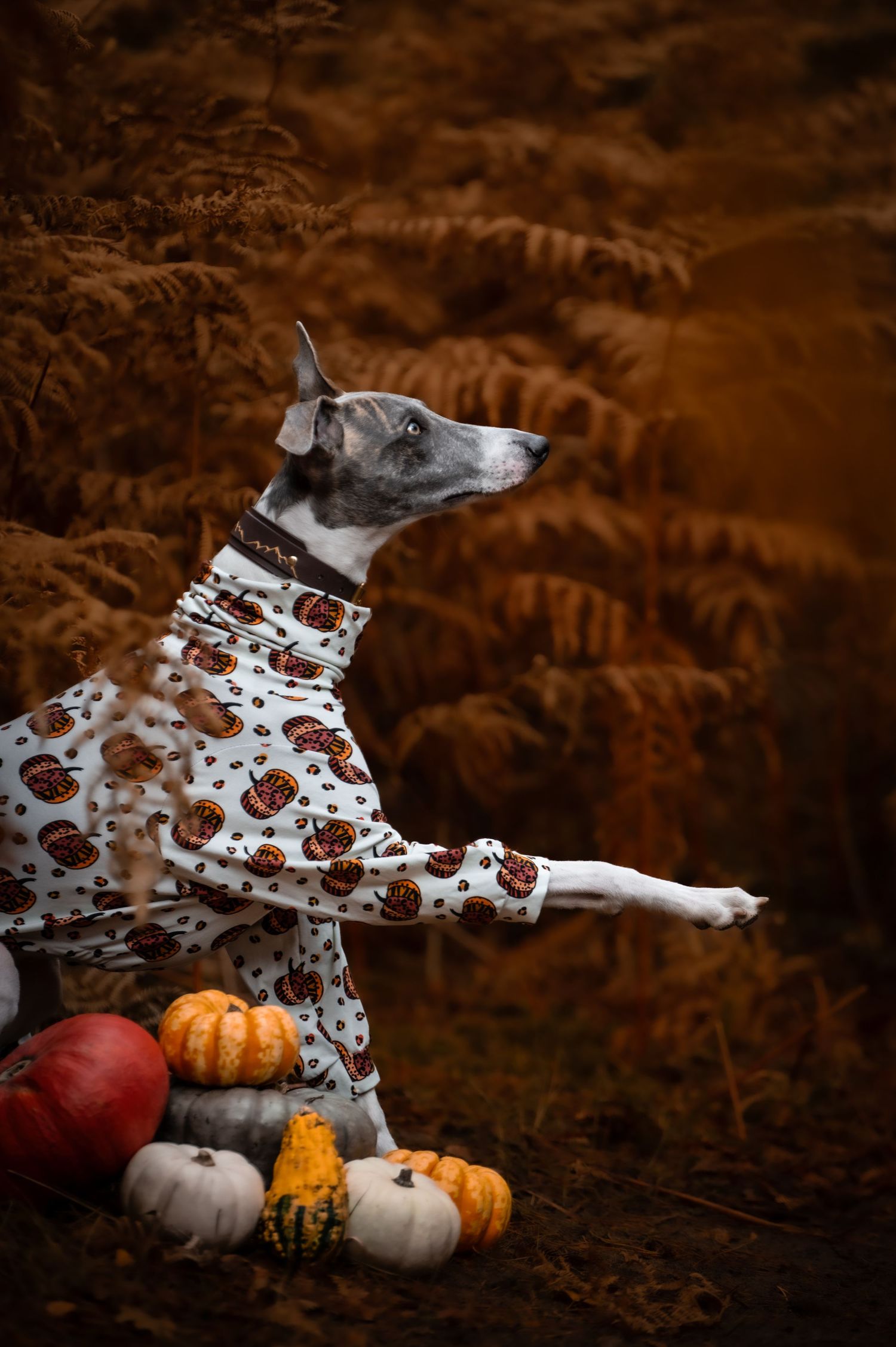 dog photographer, dog photography, king's lynn photographer, norfolk dog photoographer