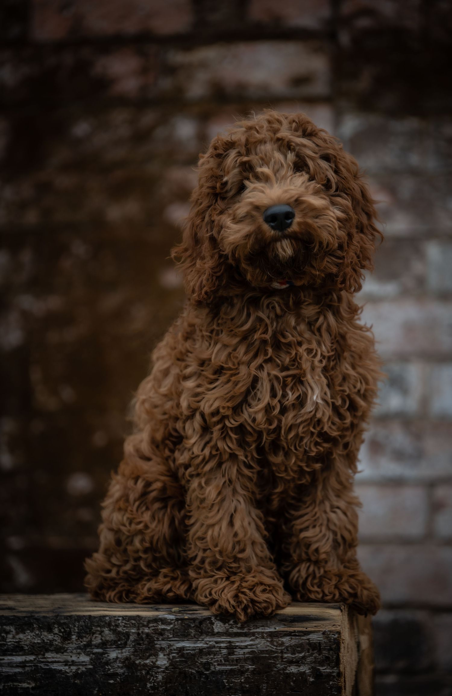 dog photographer, dog photography, king's lynn photographer, norfolk dog photoographer
