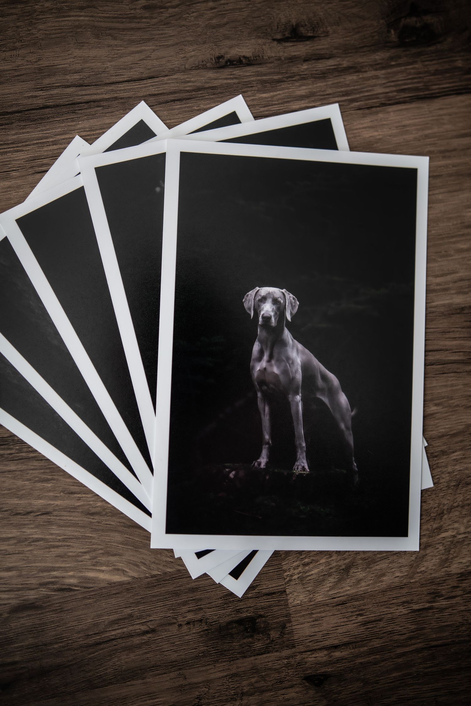 dog photographer, dog photography, king's lynn photographer, norfolk dog photoographer