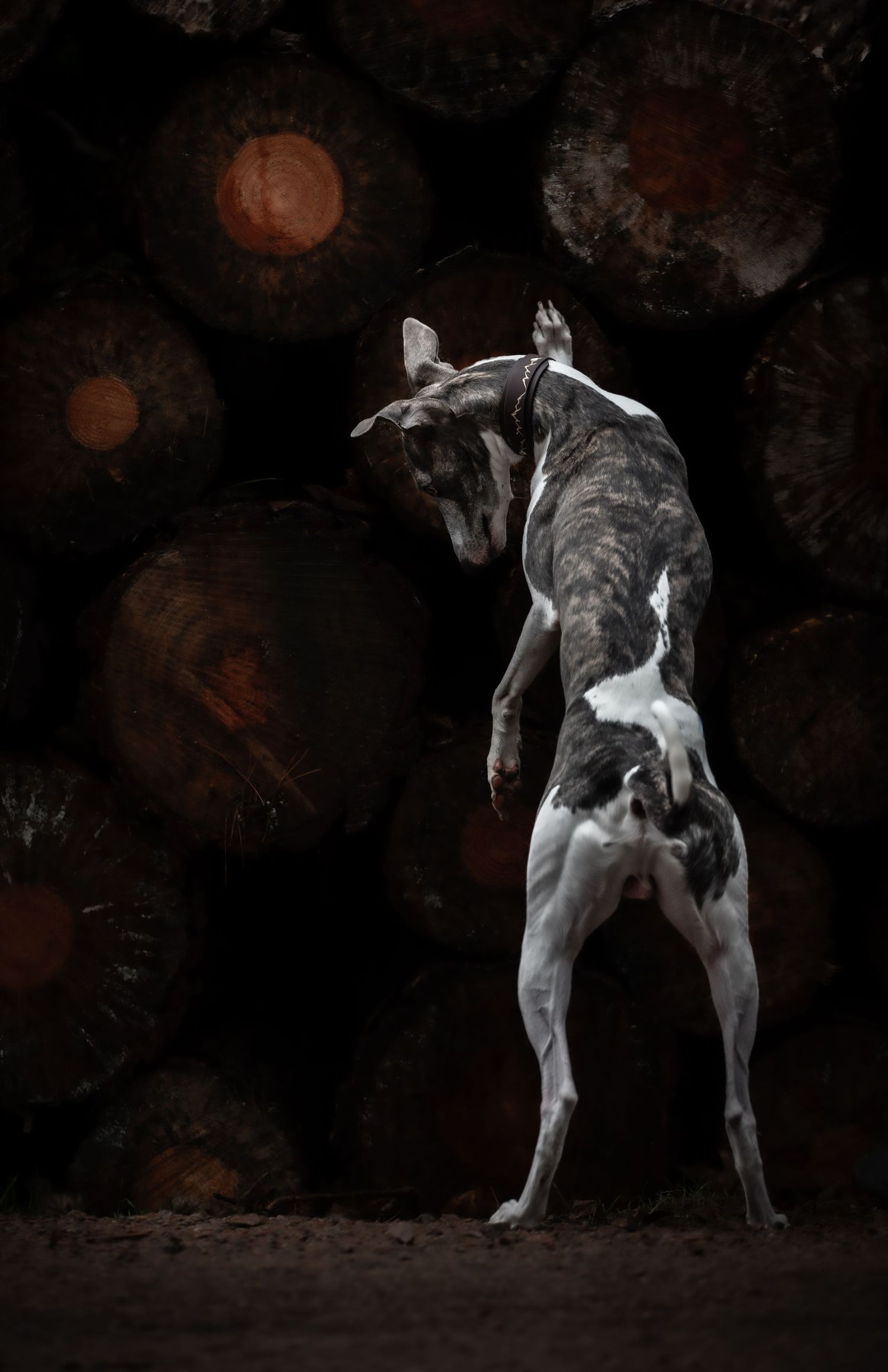 dog photographer, dog photography, king's lynn photographer, norfolk dog photoographer