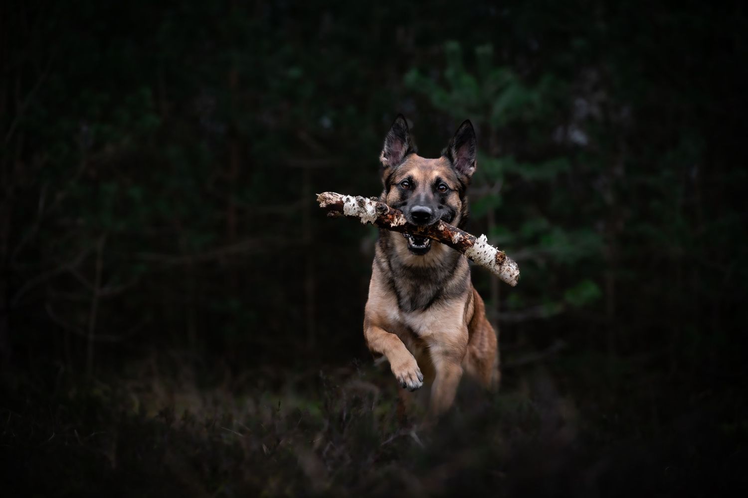 dog photographer, dog photography, king's lynn photographer, norfolk dog photoographer