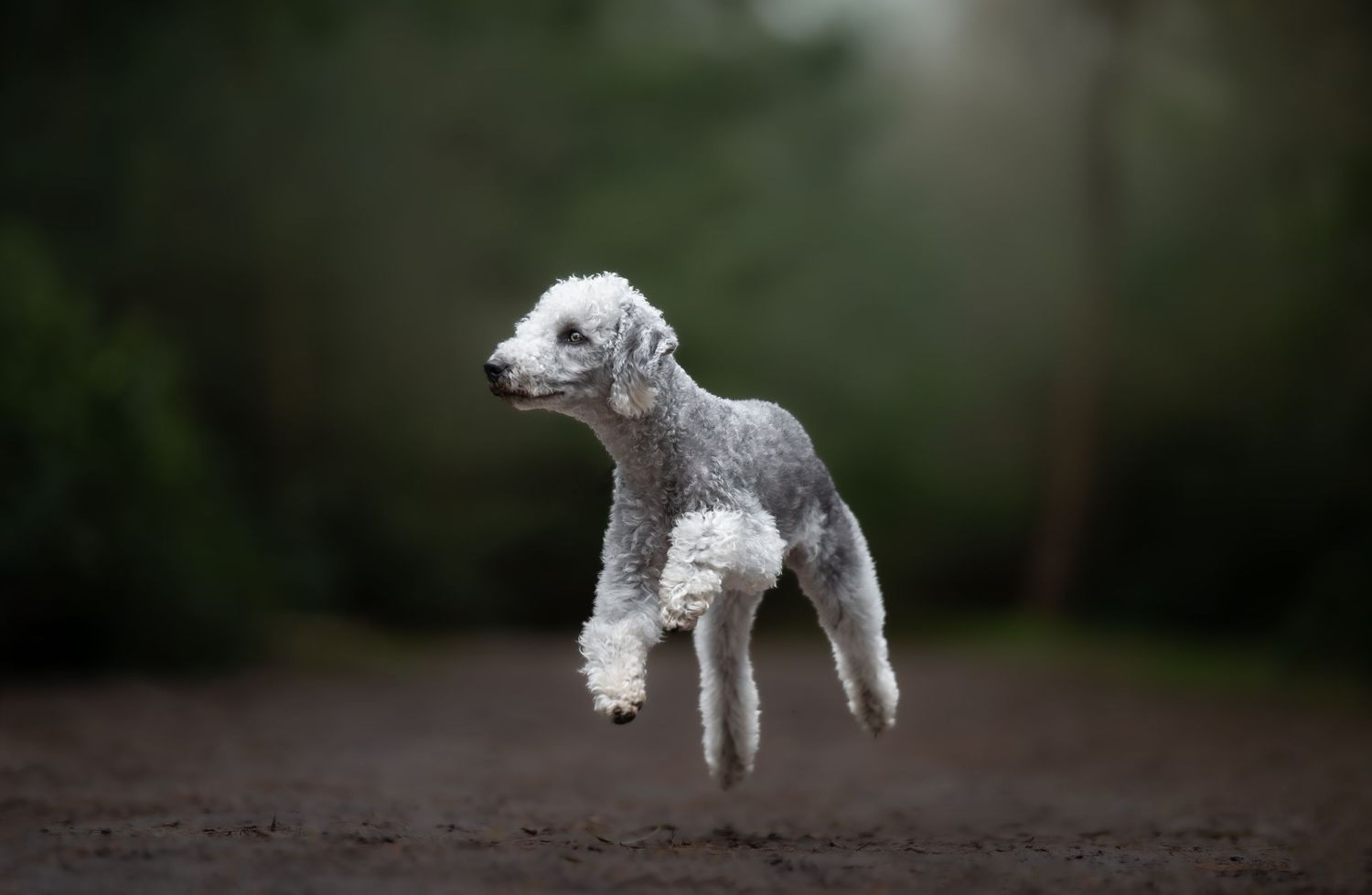 dog photographer, dog photography, king's lynn photographer, norfolk dog photoographer
