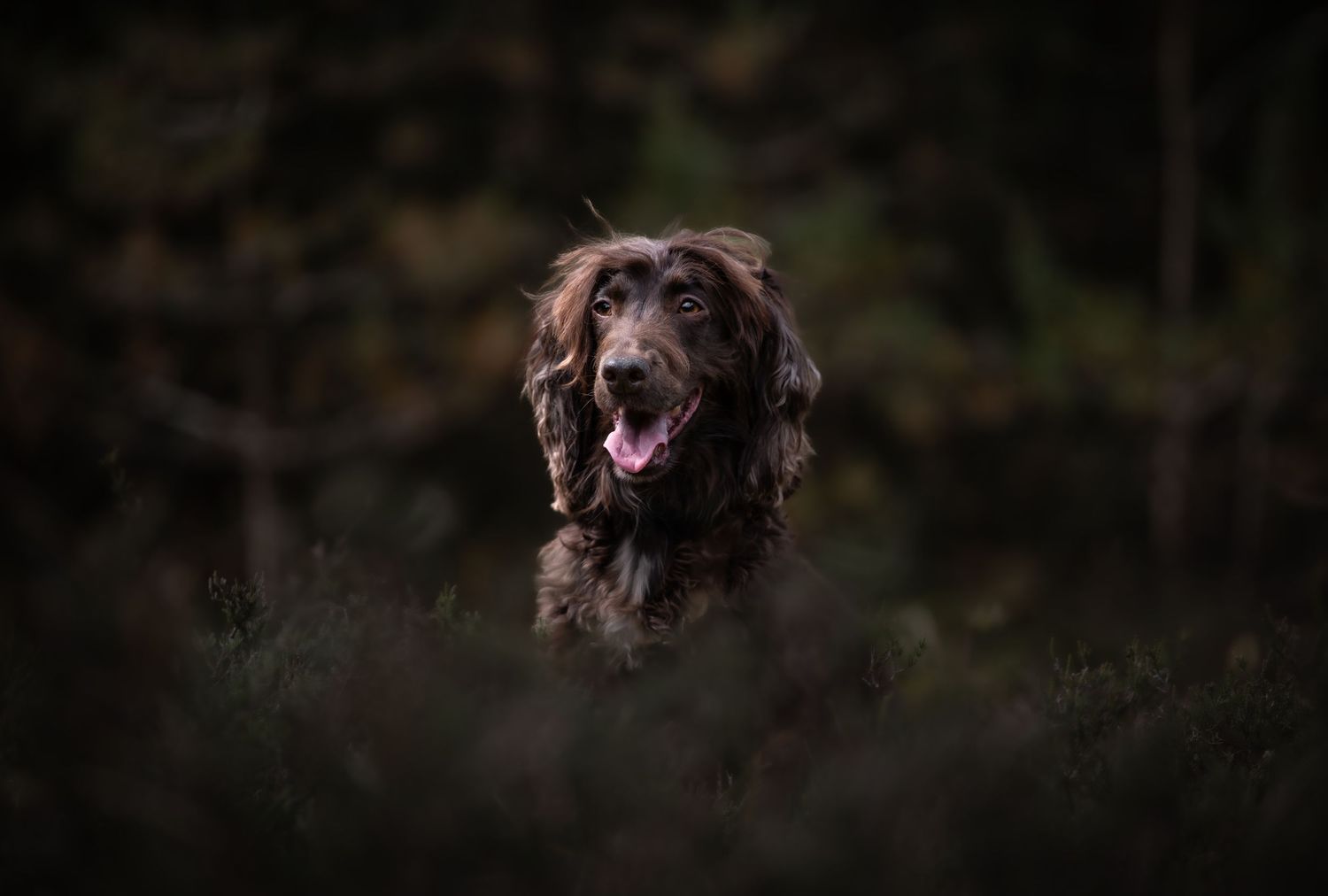 dog photographer, dog photography, king's lynn photographer, norfolk dog photoographer