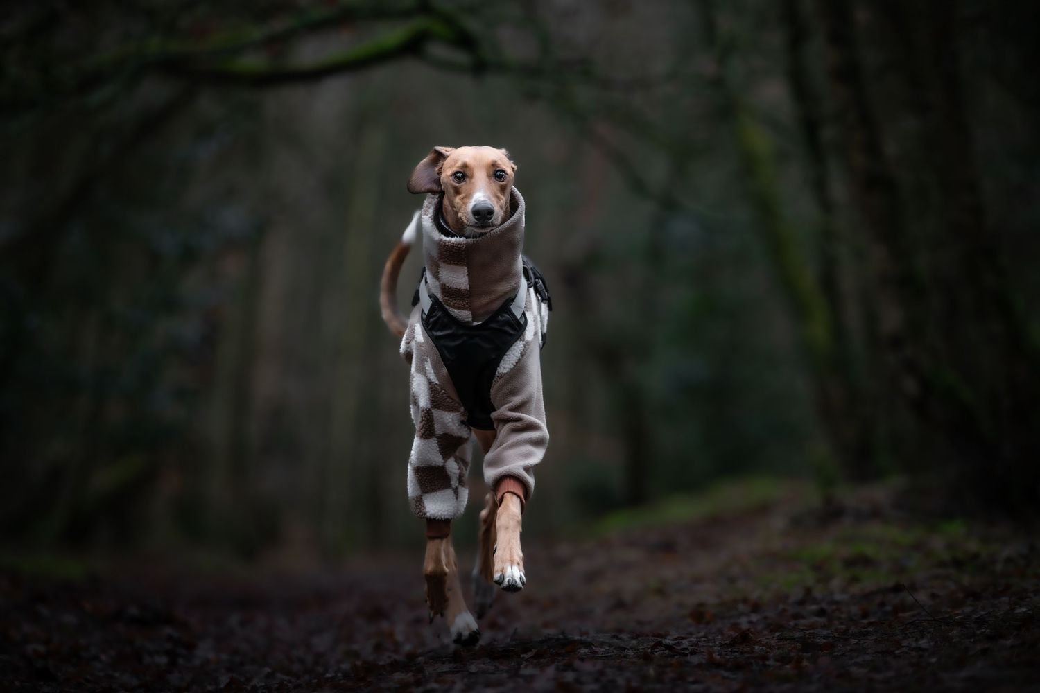 dog photographer, dog photography, king's lynn photographer, norfolk dog photoographer