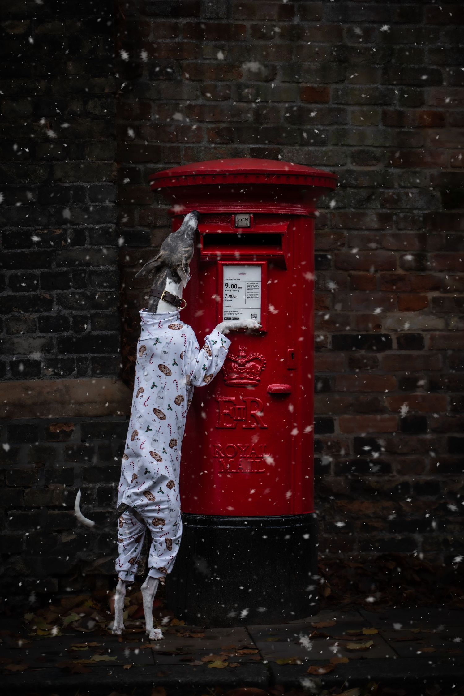 dog photographer, dog photography, king's lynn photographer, norfolk dog photoographer