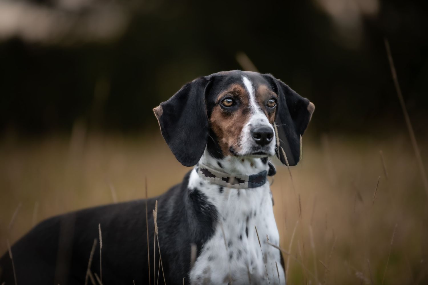 dog photographer, dog photography, king's lynn photographer, norfolk dog photoographer