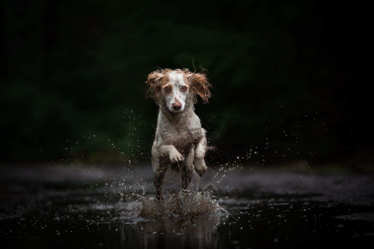 dog photographer, dog photography, king's lynn photographer, norfolk dog photoographer