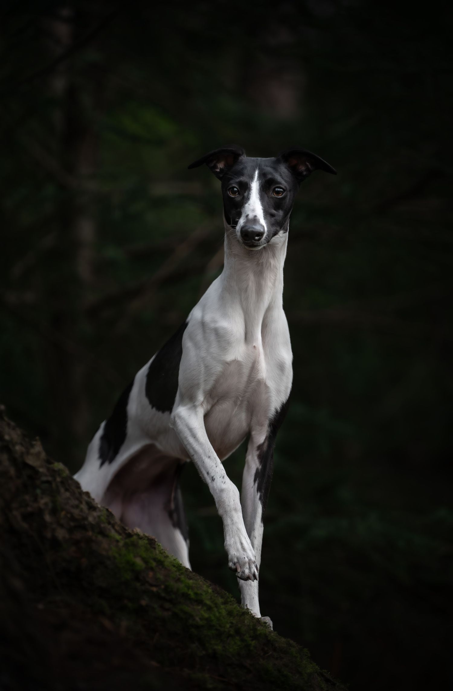 dog photographer, dog photography, king's lynn photographer, norfolk dog photoographer