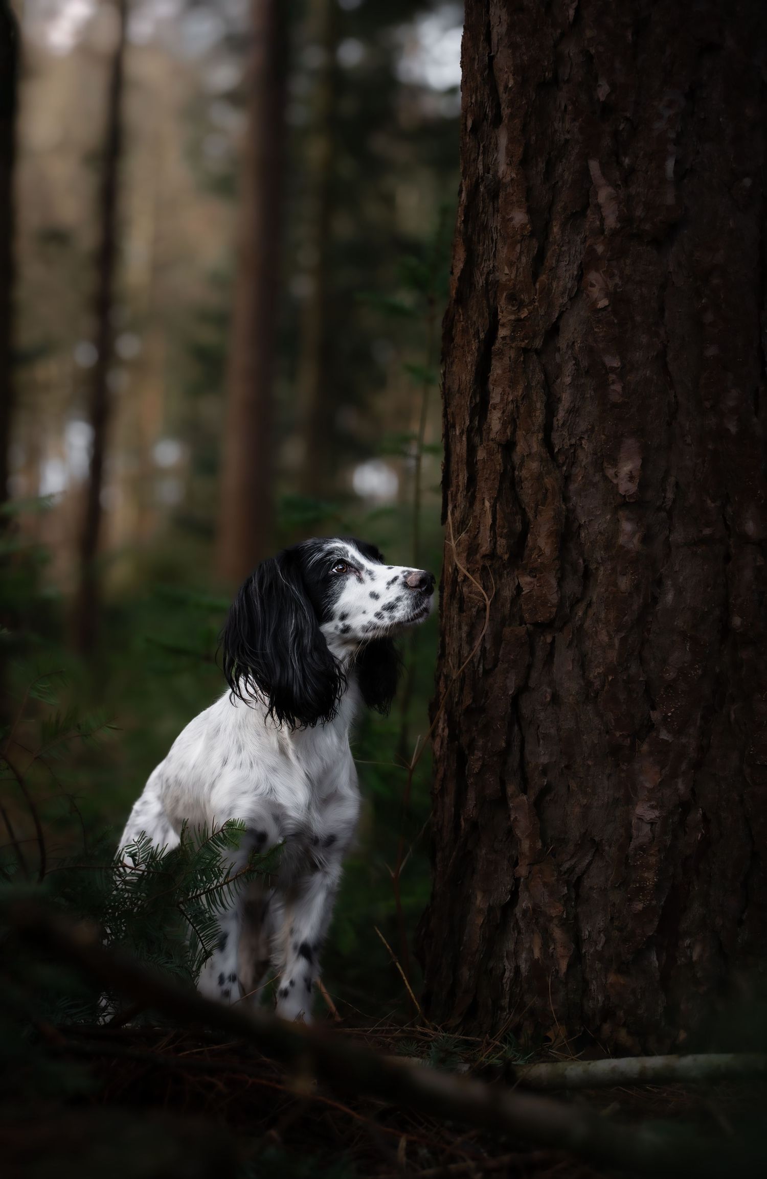 dog photographer, dog photography, king's lynn photographer, norfolk dog photoographer