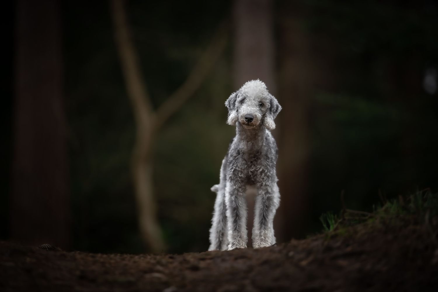 dog photographer, dog photography, king's lynn photographer, norfolk dog photoographer