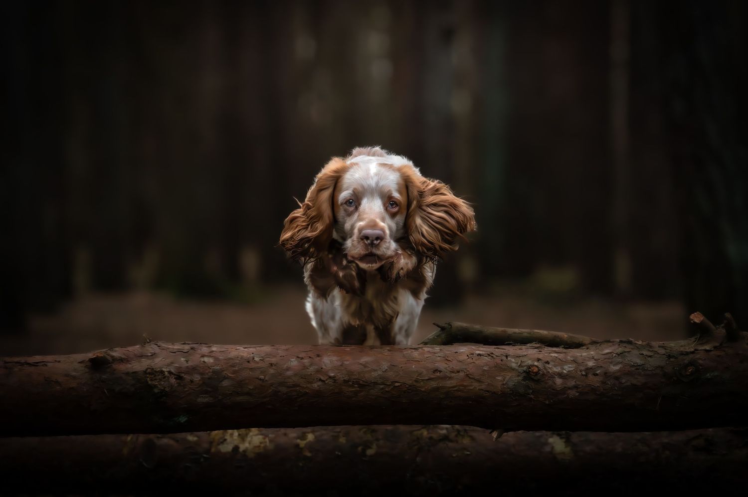 dog photographer, dog photography, king's lynn photographer, norfolk dog photoographer