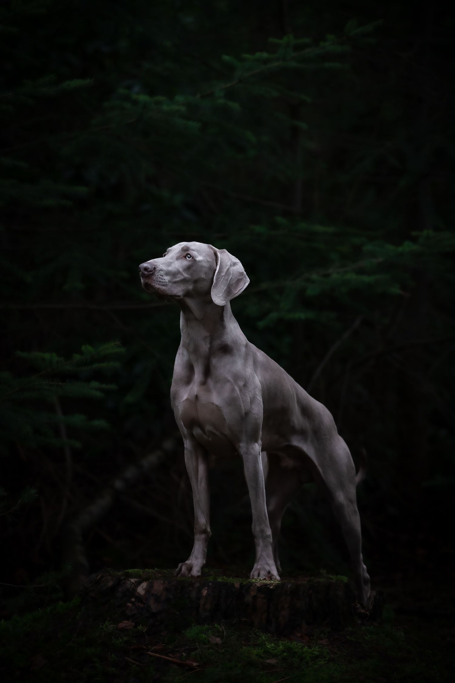dog photographer, dog photography, king's lynn photographer, norfolk dog photoographer