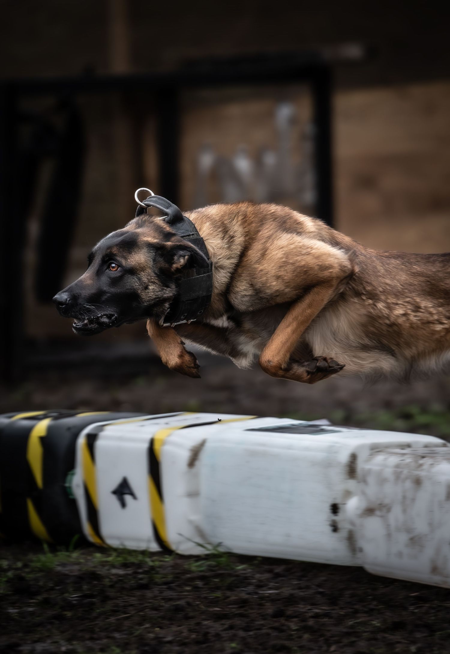 dog photographer, dog photography, king's lynn photographer, norfolk dog photoographer