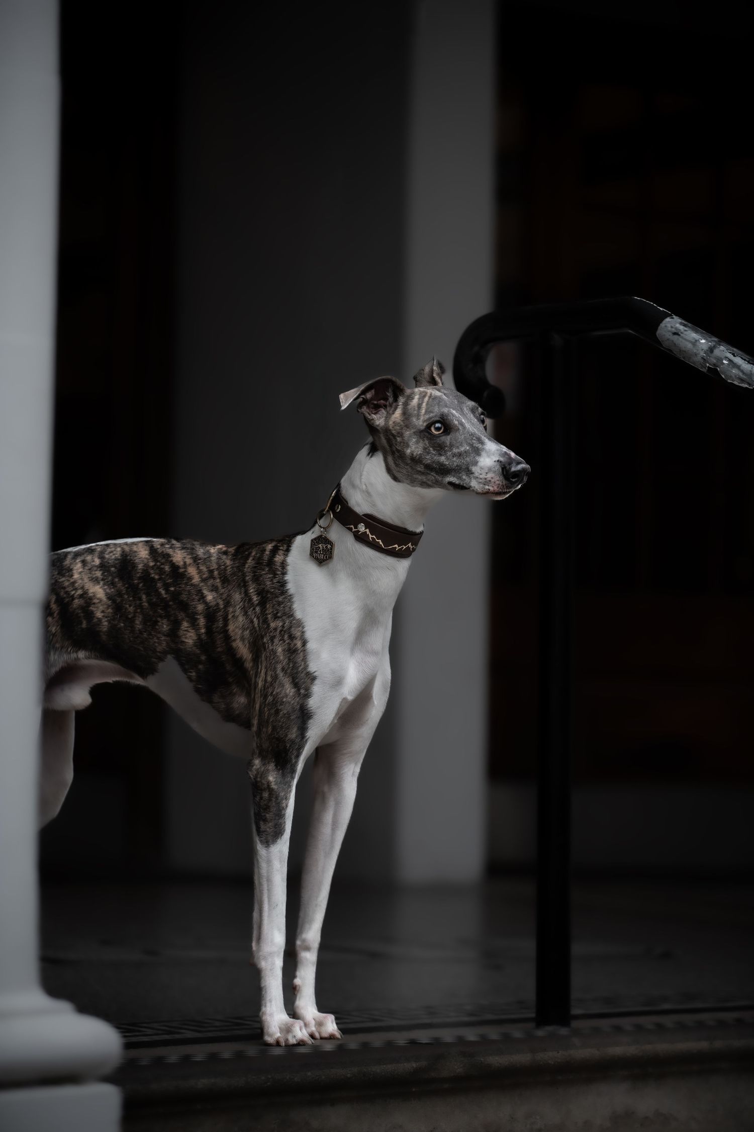 dog photographer, dog photography, king's lynn photographer, norfolk dog photoographer