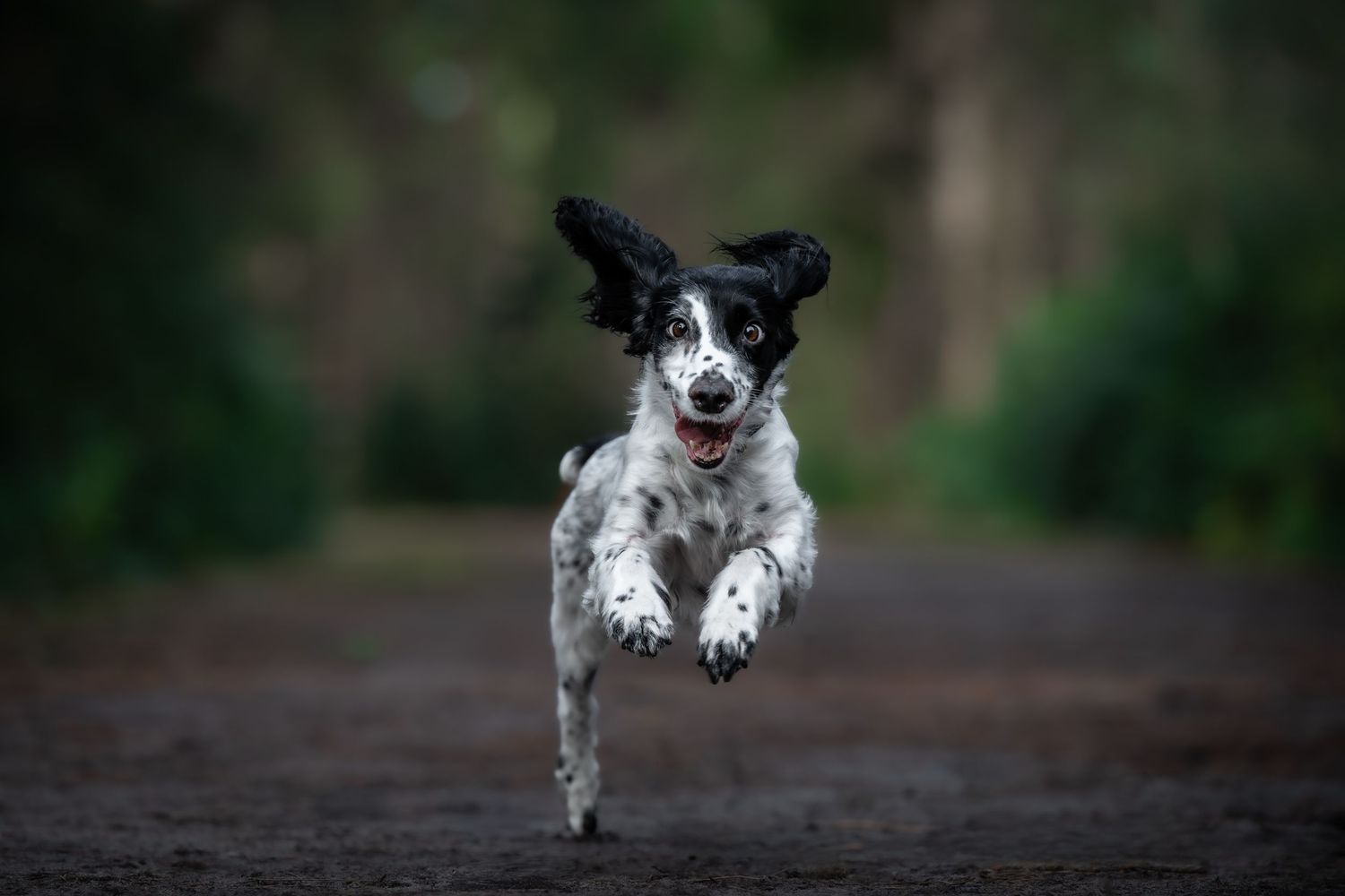 dog photographer, dog photography, king's lynn photographer, norfolk dog photoographer