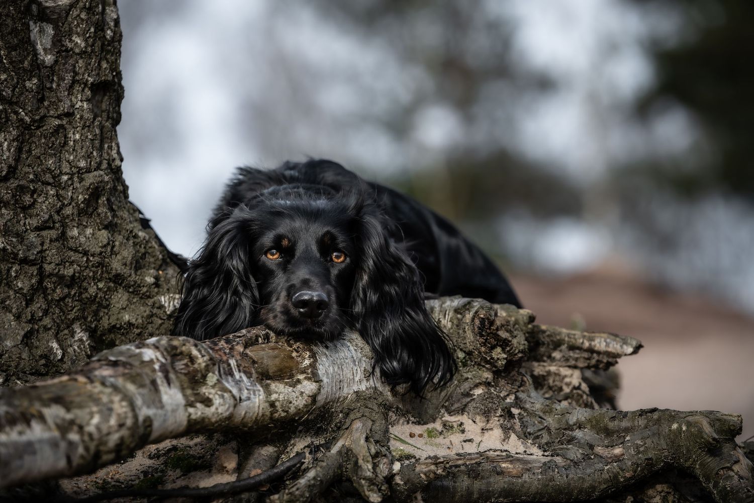 dog photographer, dog photography, king's lynn photographer, norfolk dog photoographer