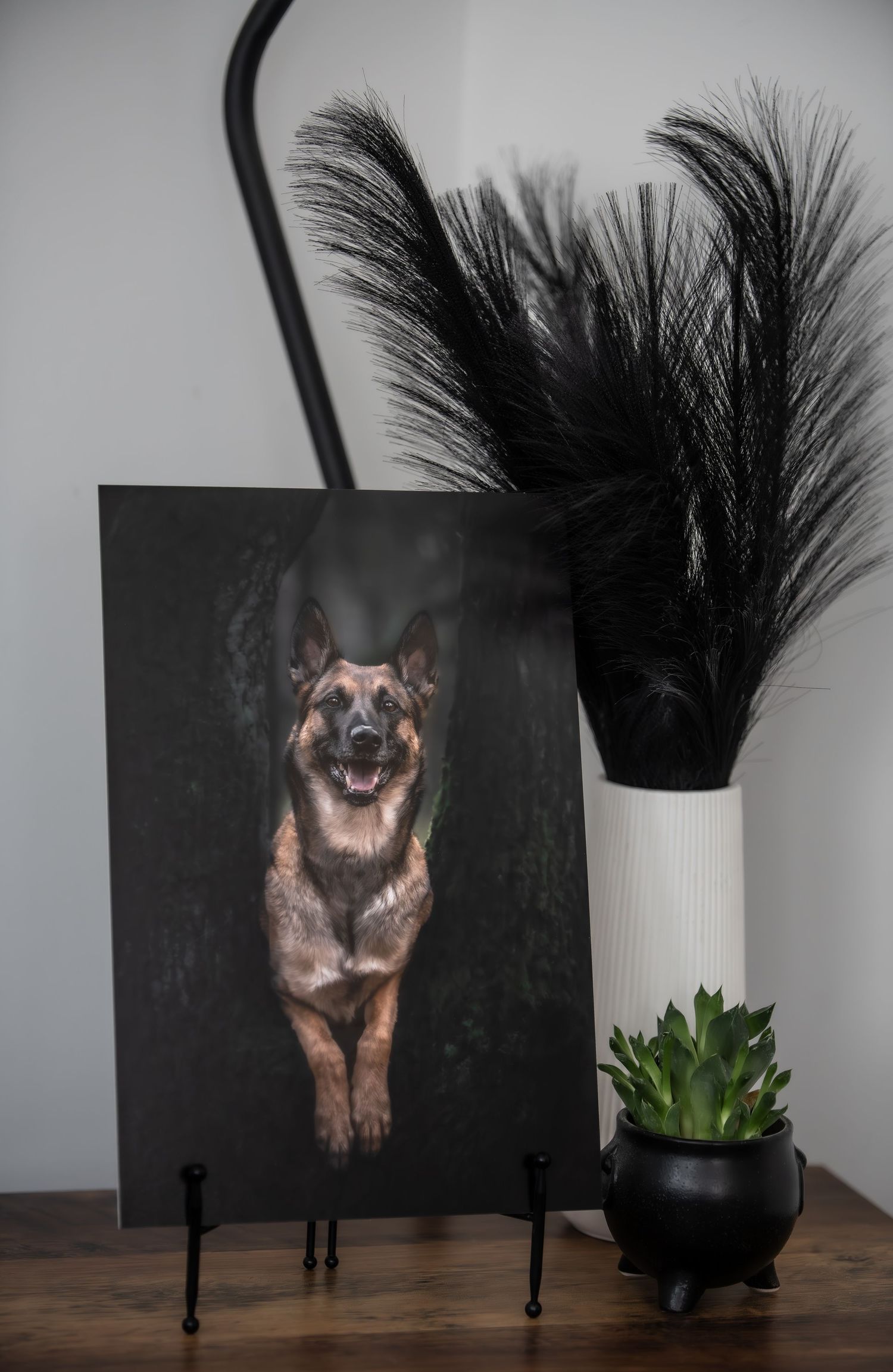 dog photographer, dog photography, king's lynn photographer, norfolk dog photoographer