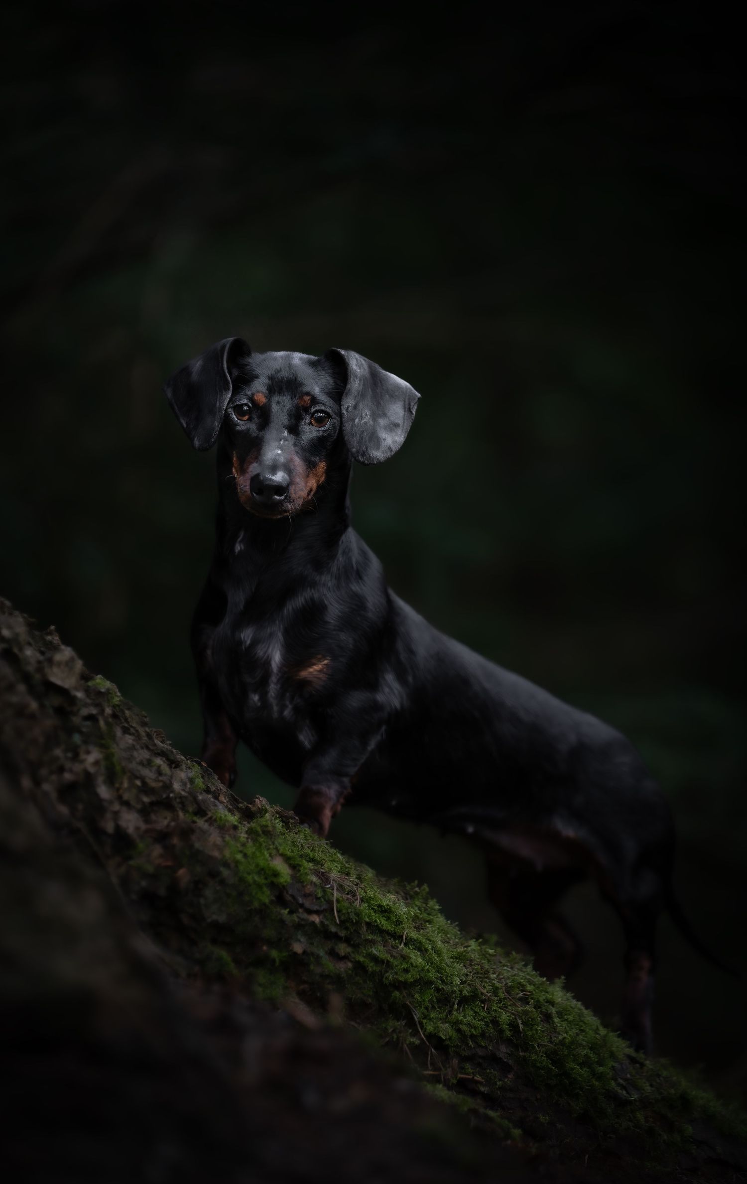 dog photographer, dog photography, king's lynn photographer, norfolk dog photoographer