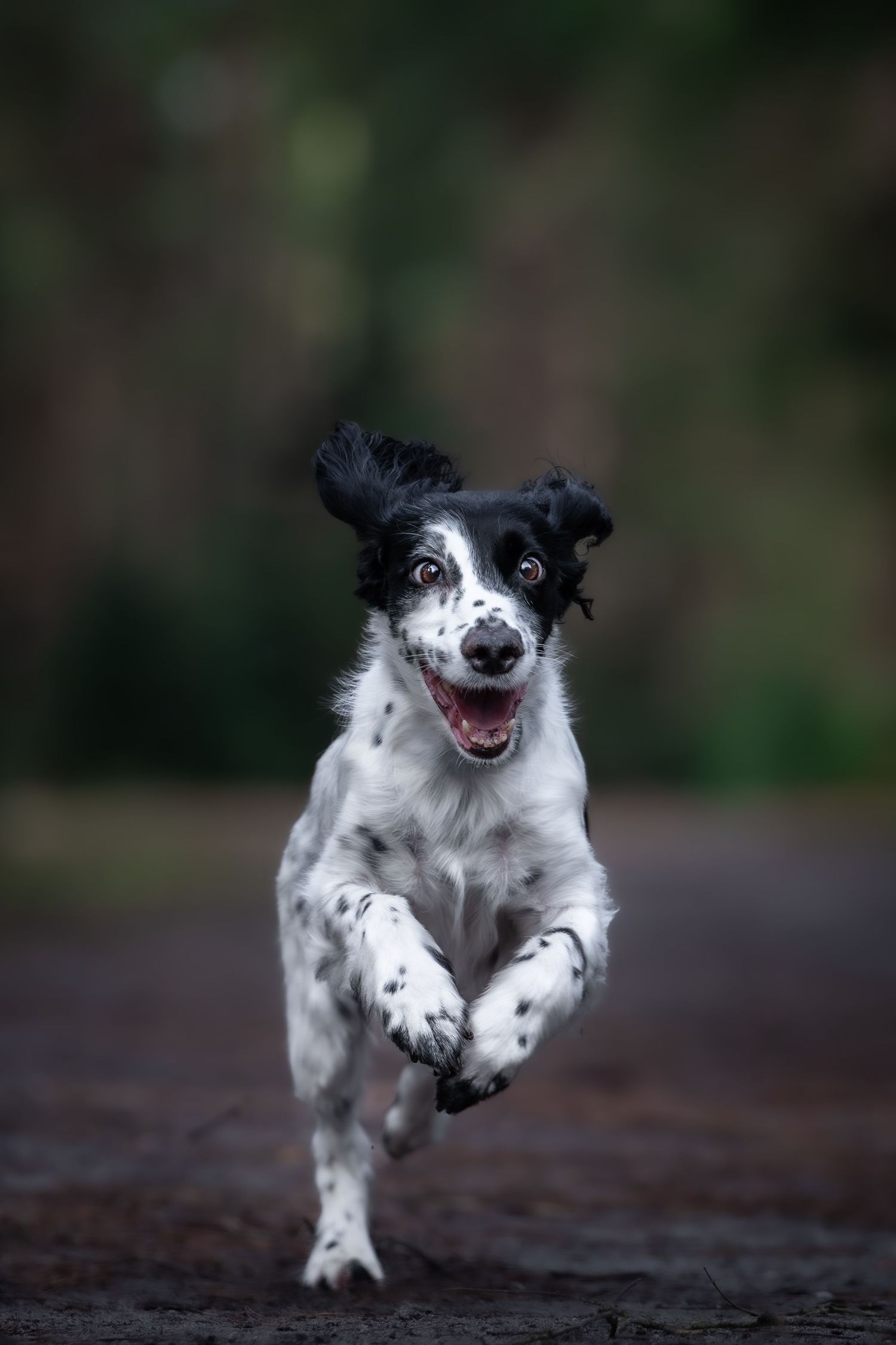 dog photographer, dog photography, king's lynn photographer, norfolk dog photoographer