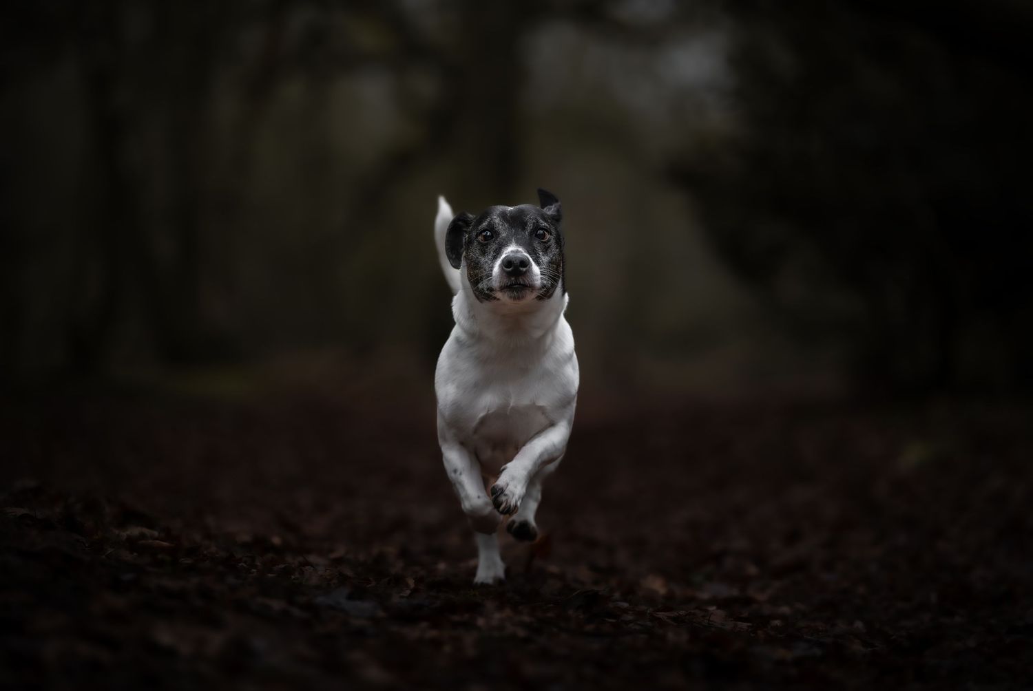 dog photographer, dog photography, king's lynn photographer, norfolk dog photoographer