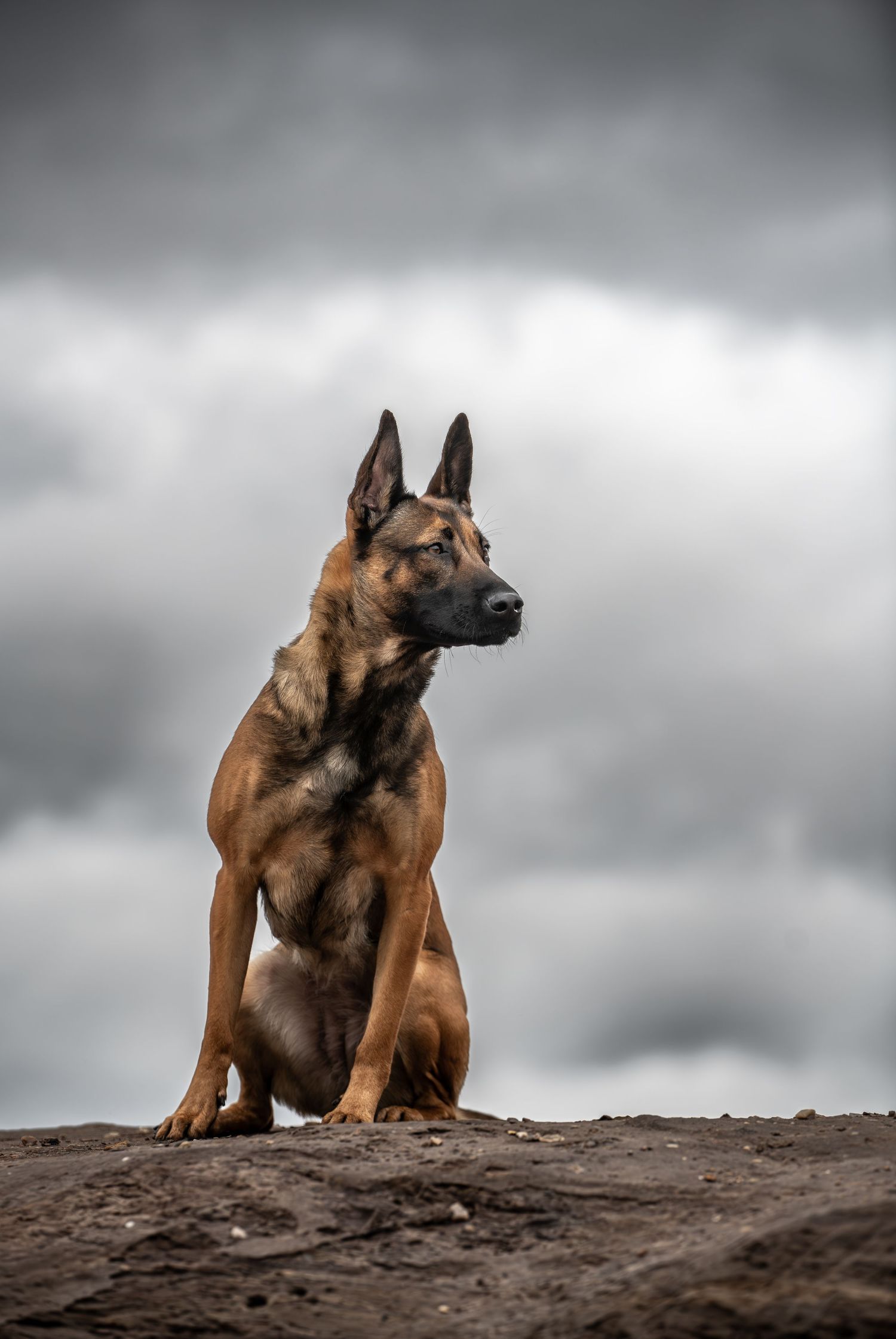 dog photographer, dog photography, king's lynn photographer, norfolk dog photoographer