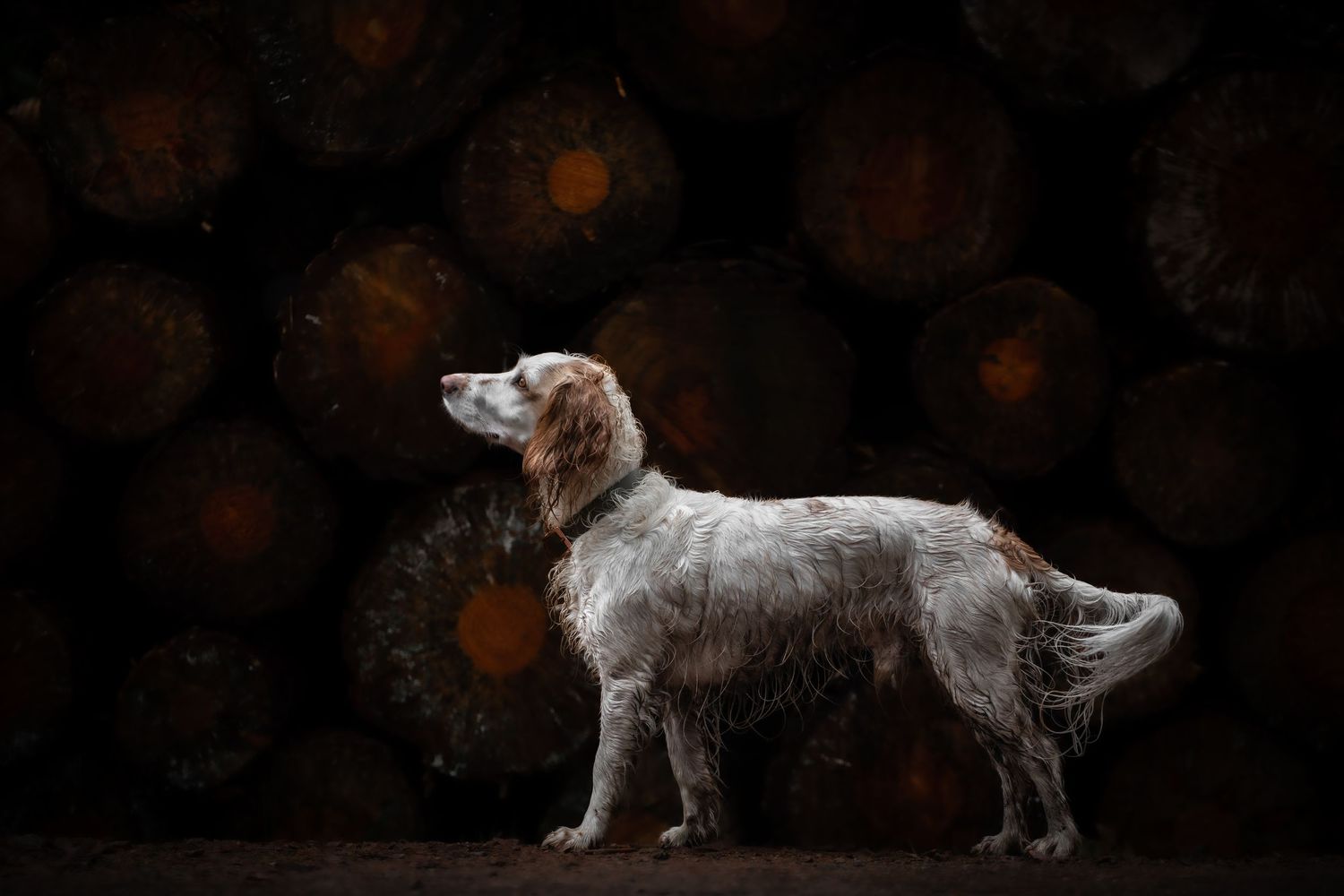 dog photographer, dog photography, king's lynn photographer, norfolk dog photoographer