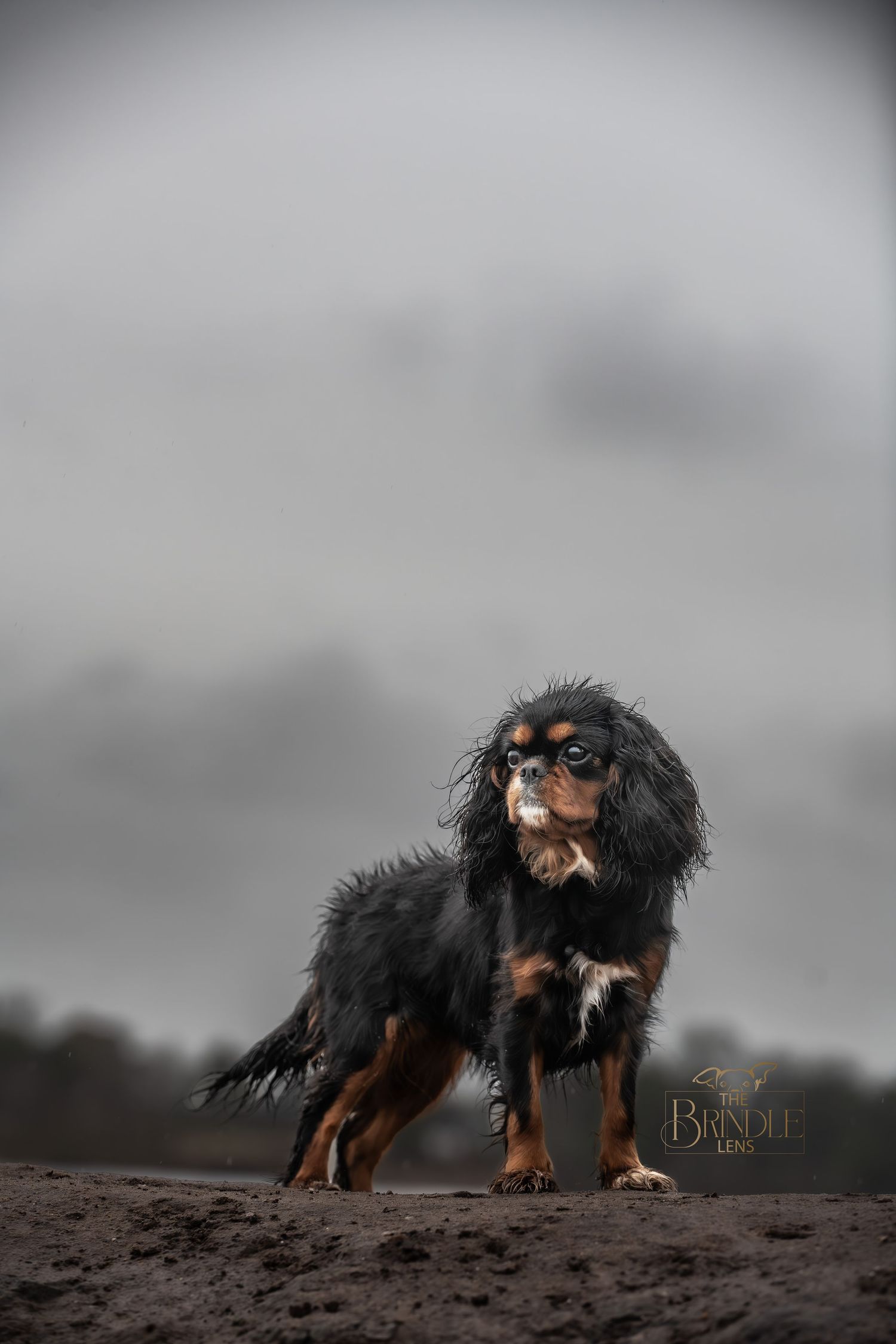 dog photographer, dog photography, king's lynn photographer, norfolk dog photoographer