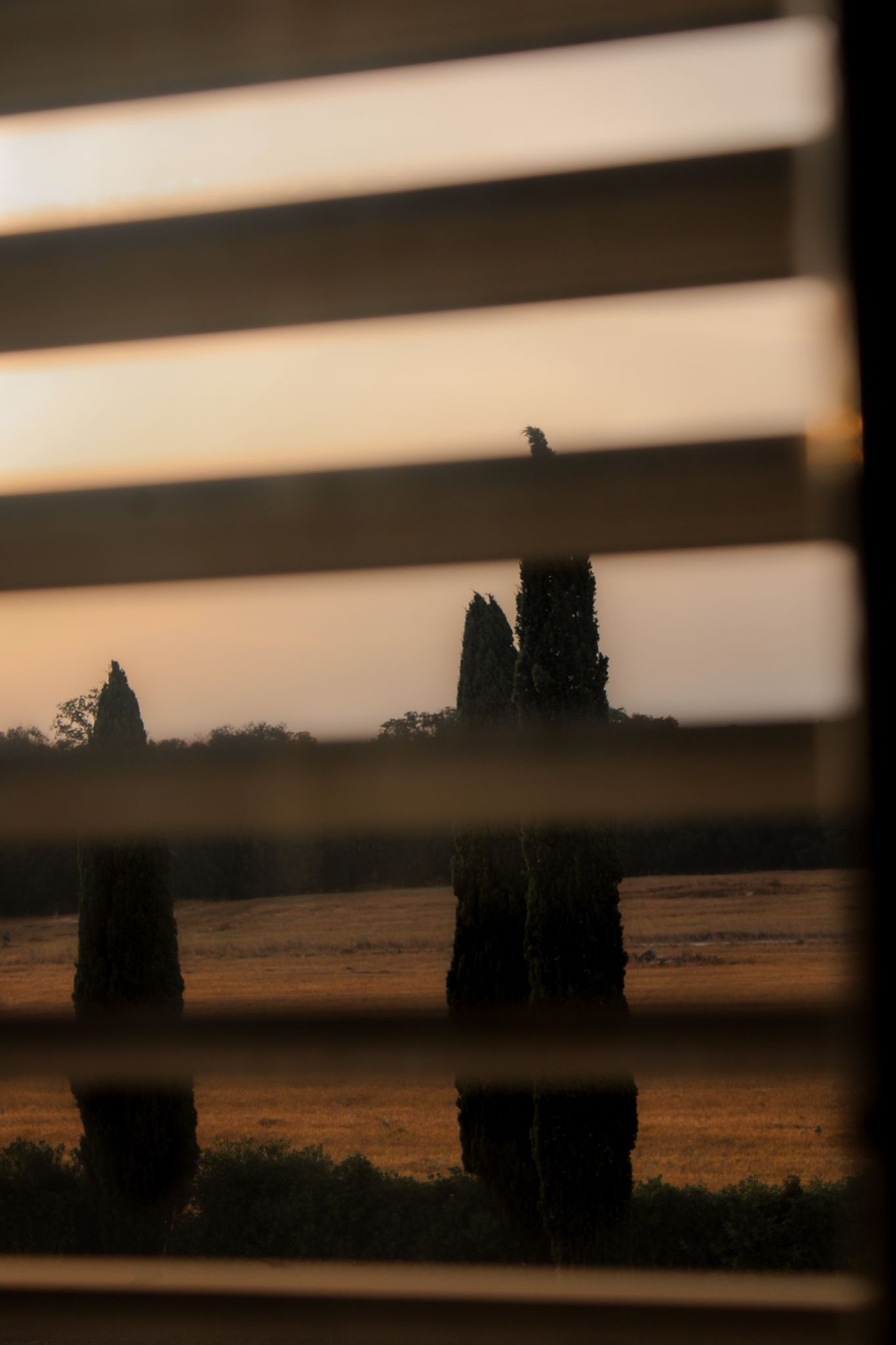 View through a window onto a garden in Puglia bathed in warm golden evening light