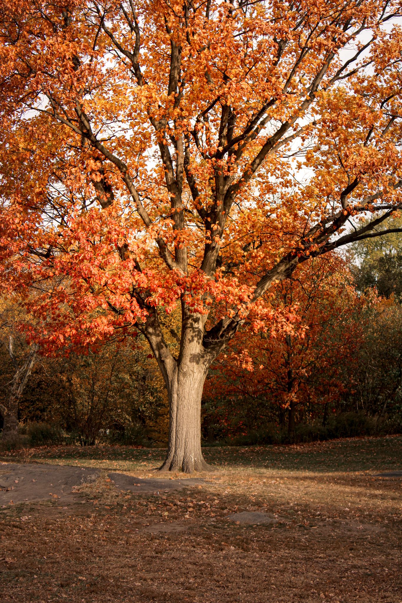 Brown autumn tree in Central Park, New York City