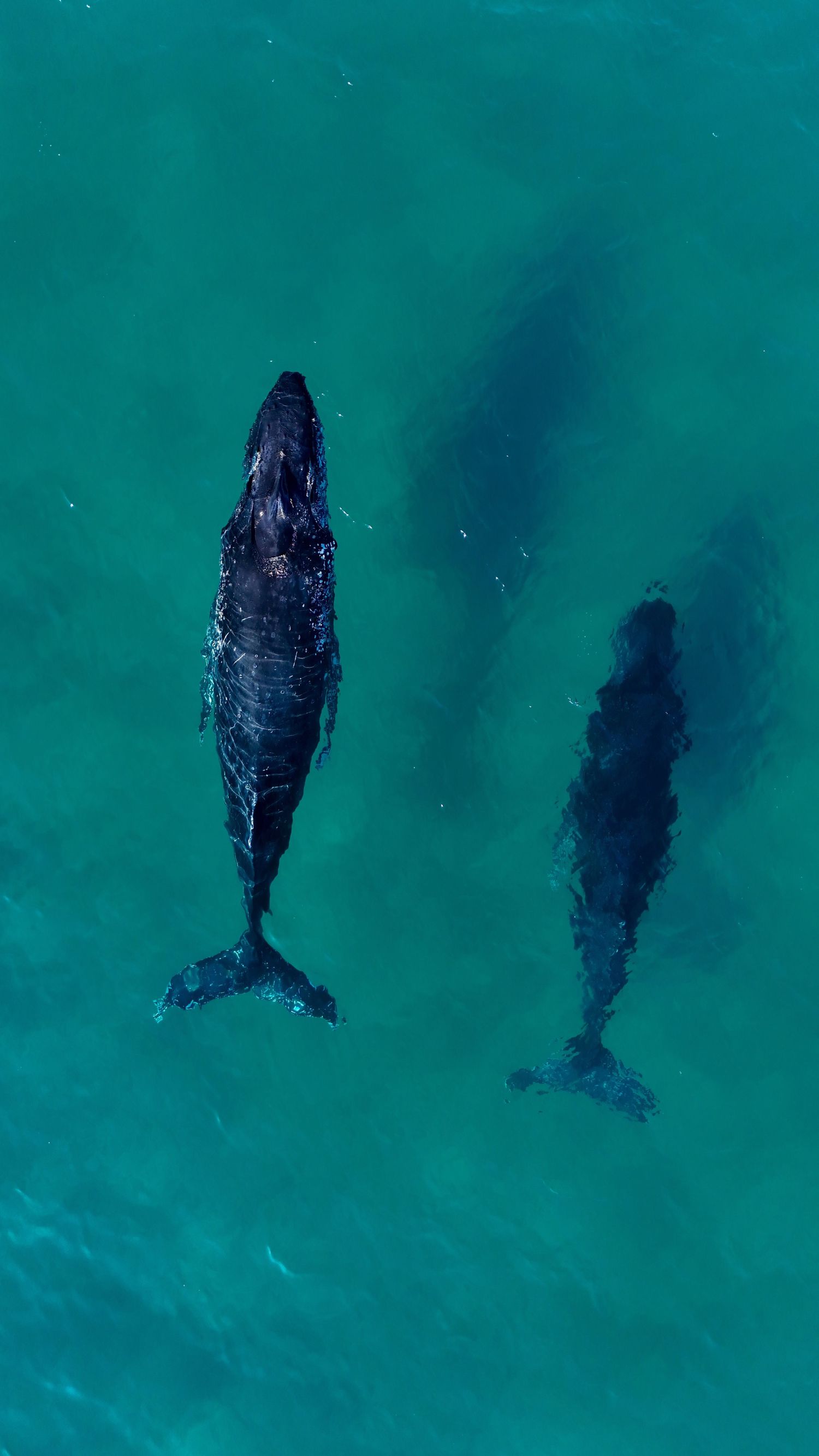 Aerial drone photography of whales and dolphins swimming in the ocean, deep blue water, powerful and poetic marine wildlife scene.