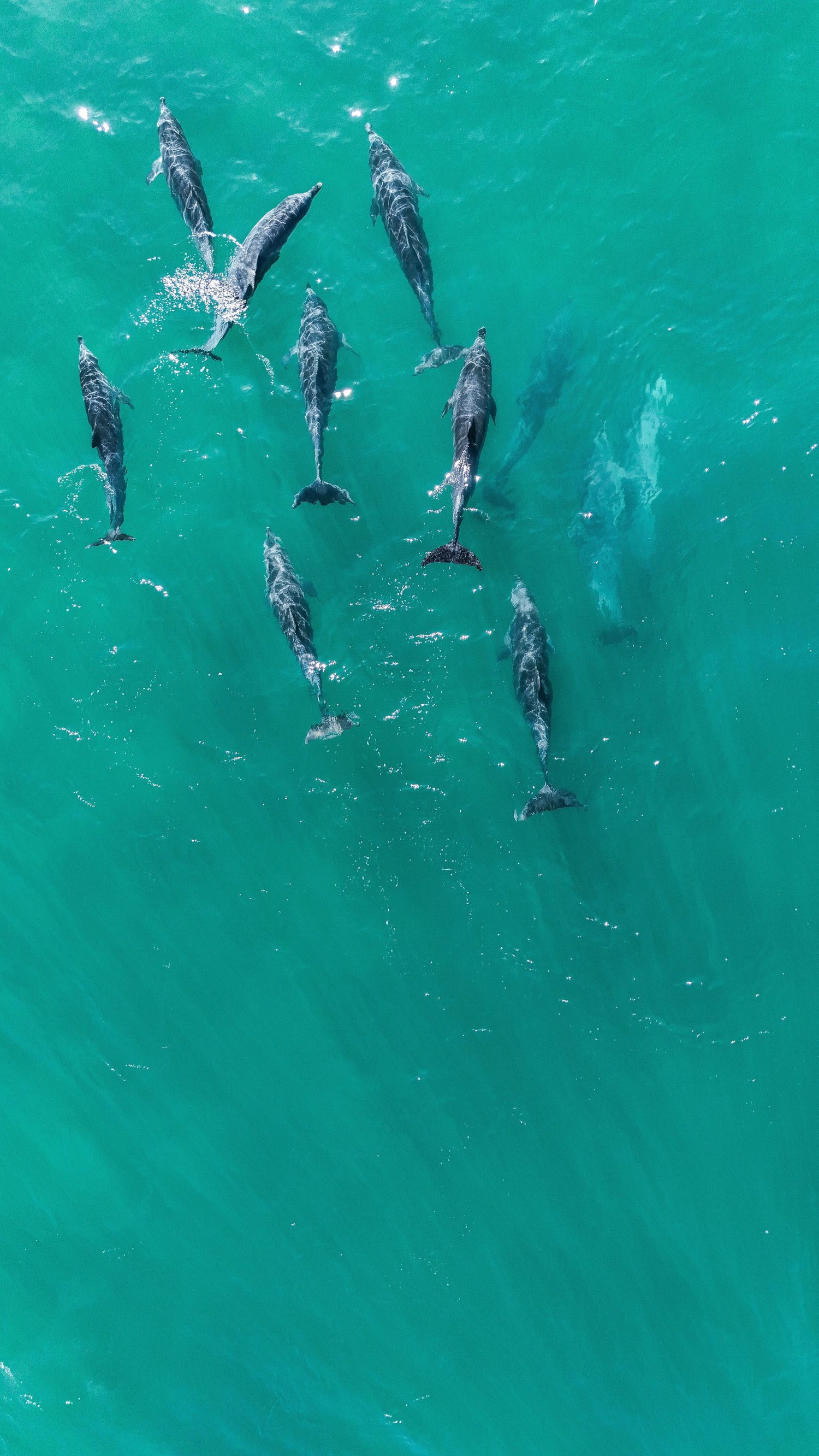 Aerial drone photography of whales and dolphins swimming in the ocean, deep blue water, powerful and poetic marine wildlife scene.