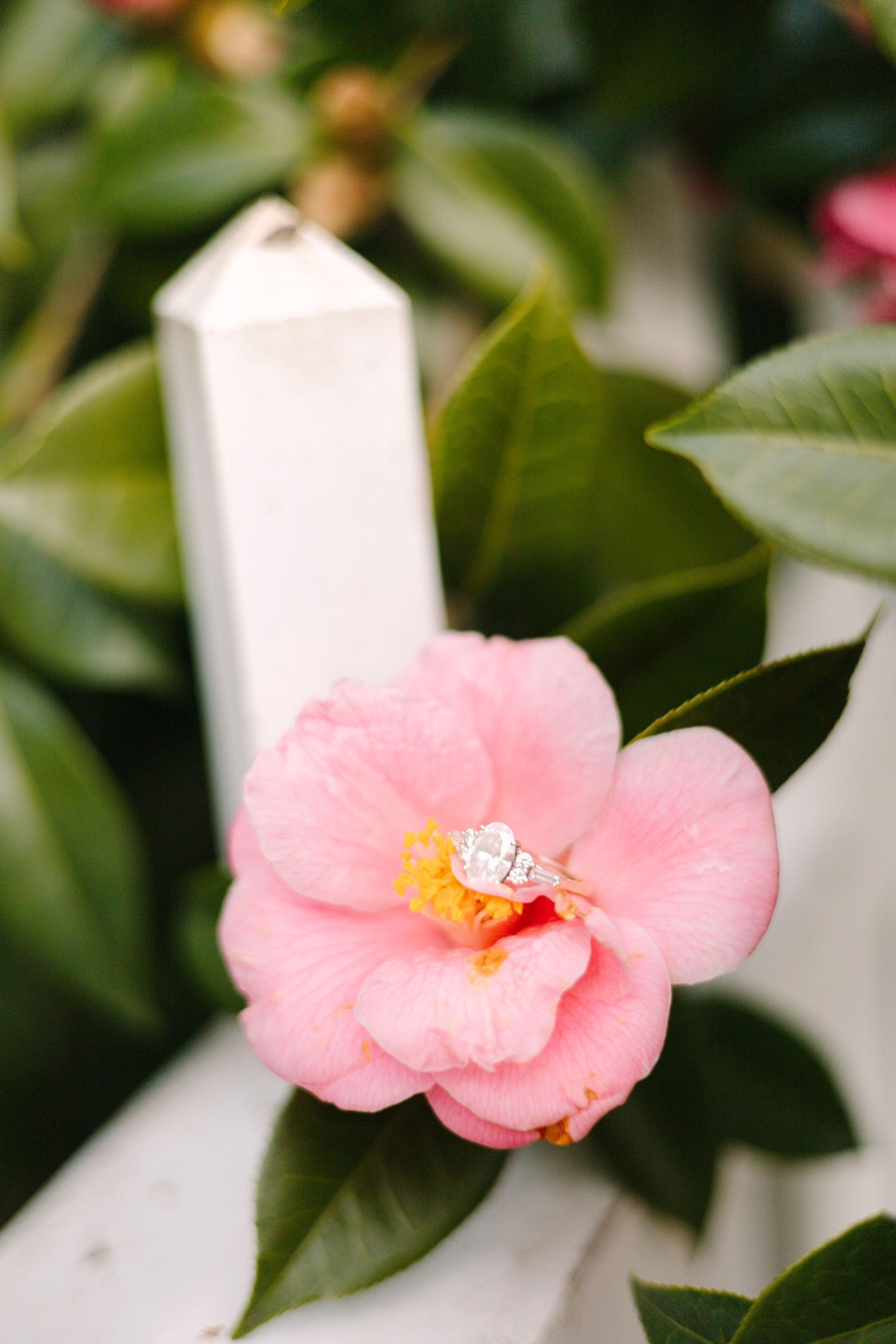 Diamond engagement ring resting in a pink camellia flower on a white fence surrounded by green leaves.