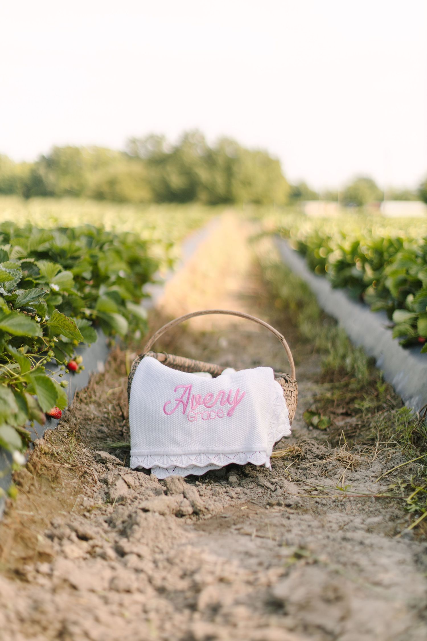 A wicker basket with an Avery monogrammed white cloth sits between rows of strawberry plants in a sunny field.