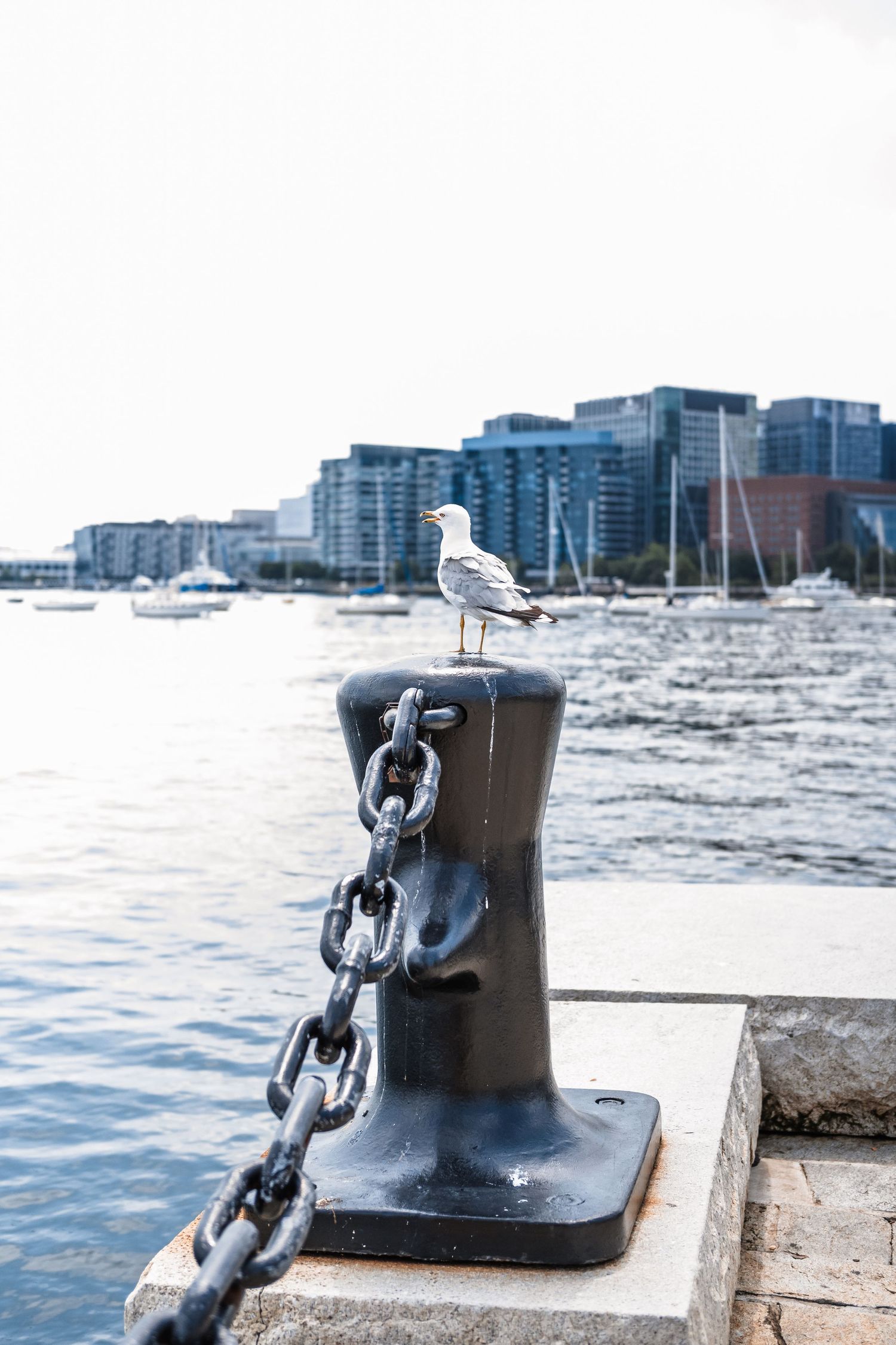 A seagull perches on a mooring bollard with chain along the waterfront, with modern buildings and boats in the background.