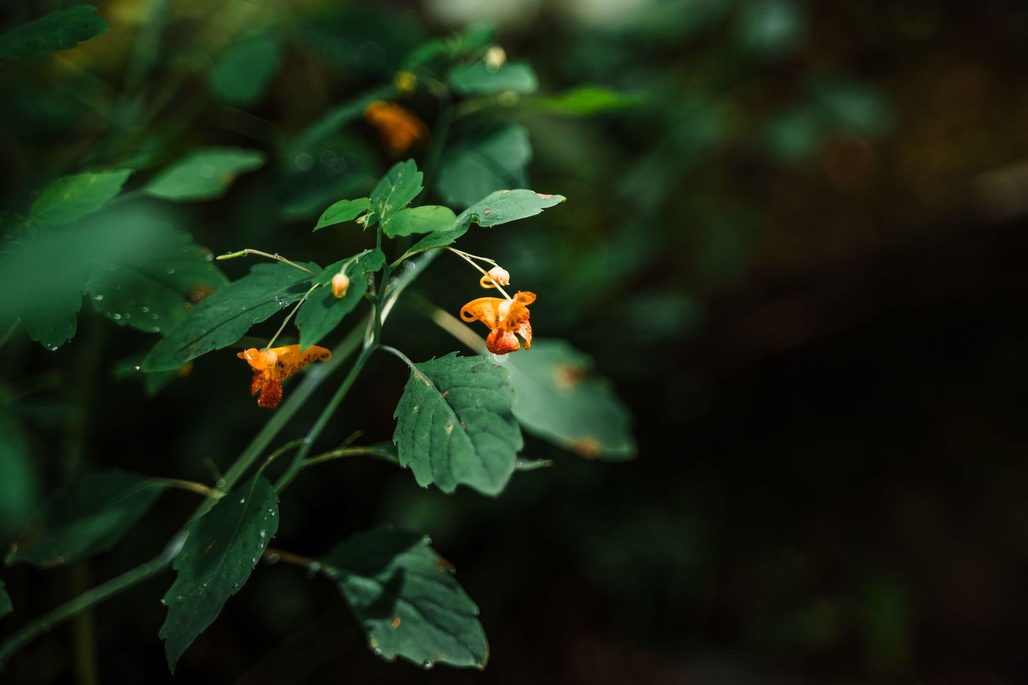 Small orange wildflowers bloom among green leaves in a dark forest setting.