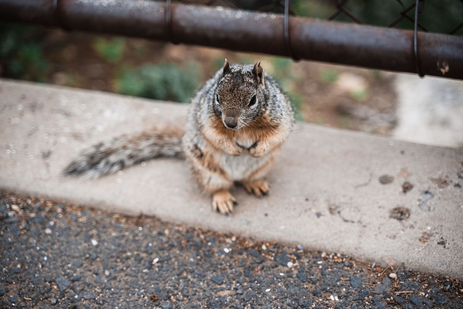 A plump gray squirrel sits contentedly on a concrete surface with its paws crossed in front of its body.