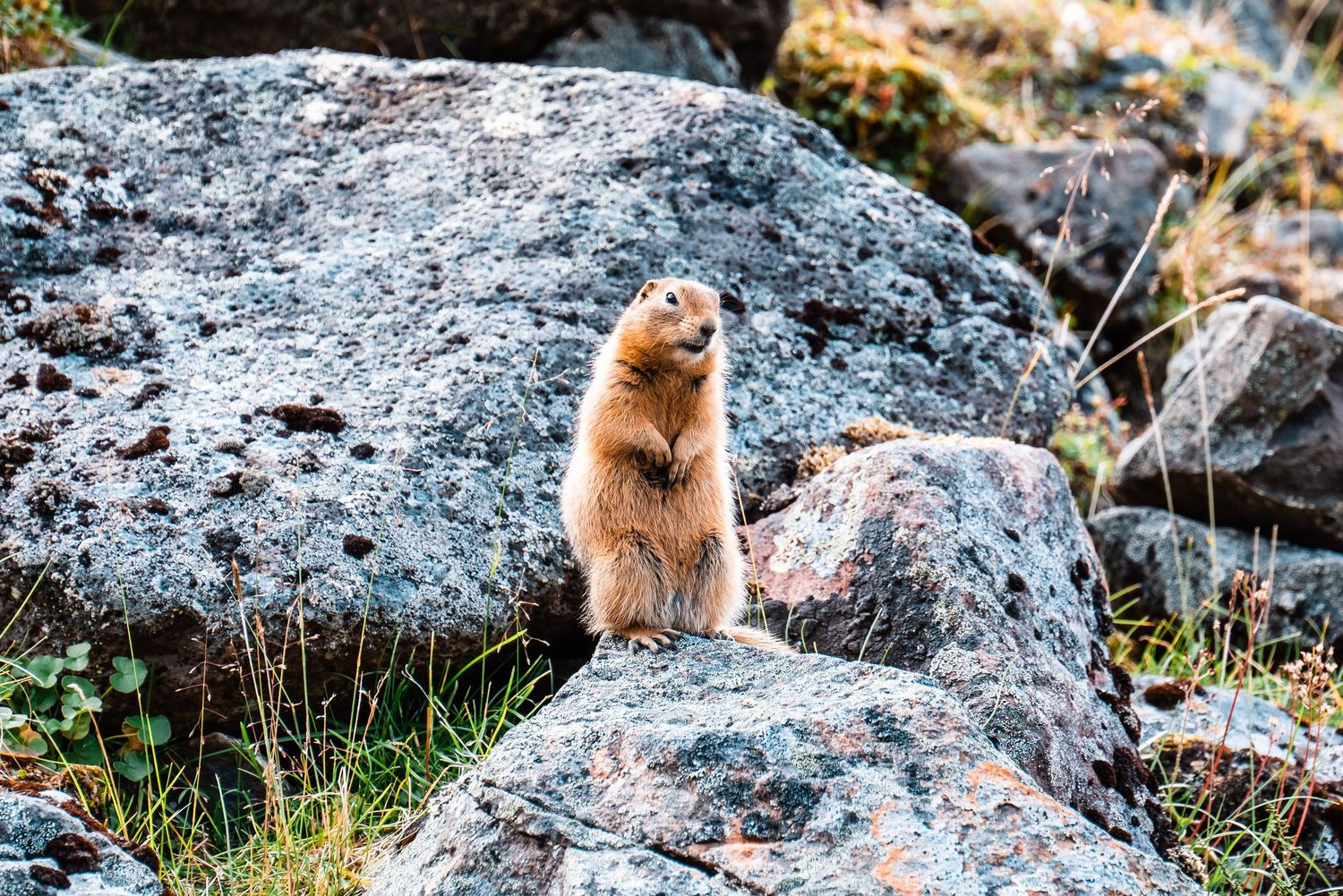 A curious ground squirrel stands alert on a gray boulder in a mountainous landscape.