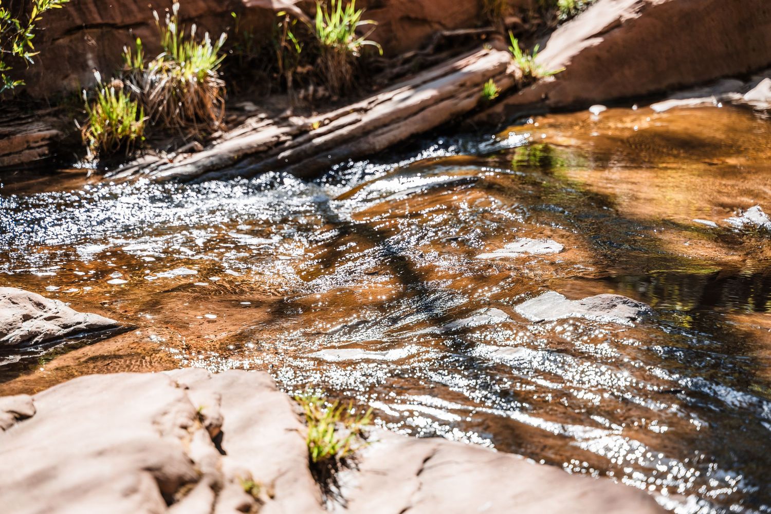 Crystal clear water flows over red sandstone rocks with small plants growing along the stream edges.