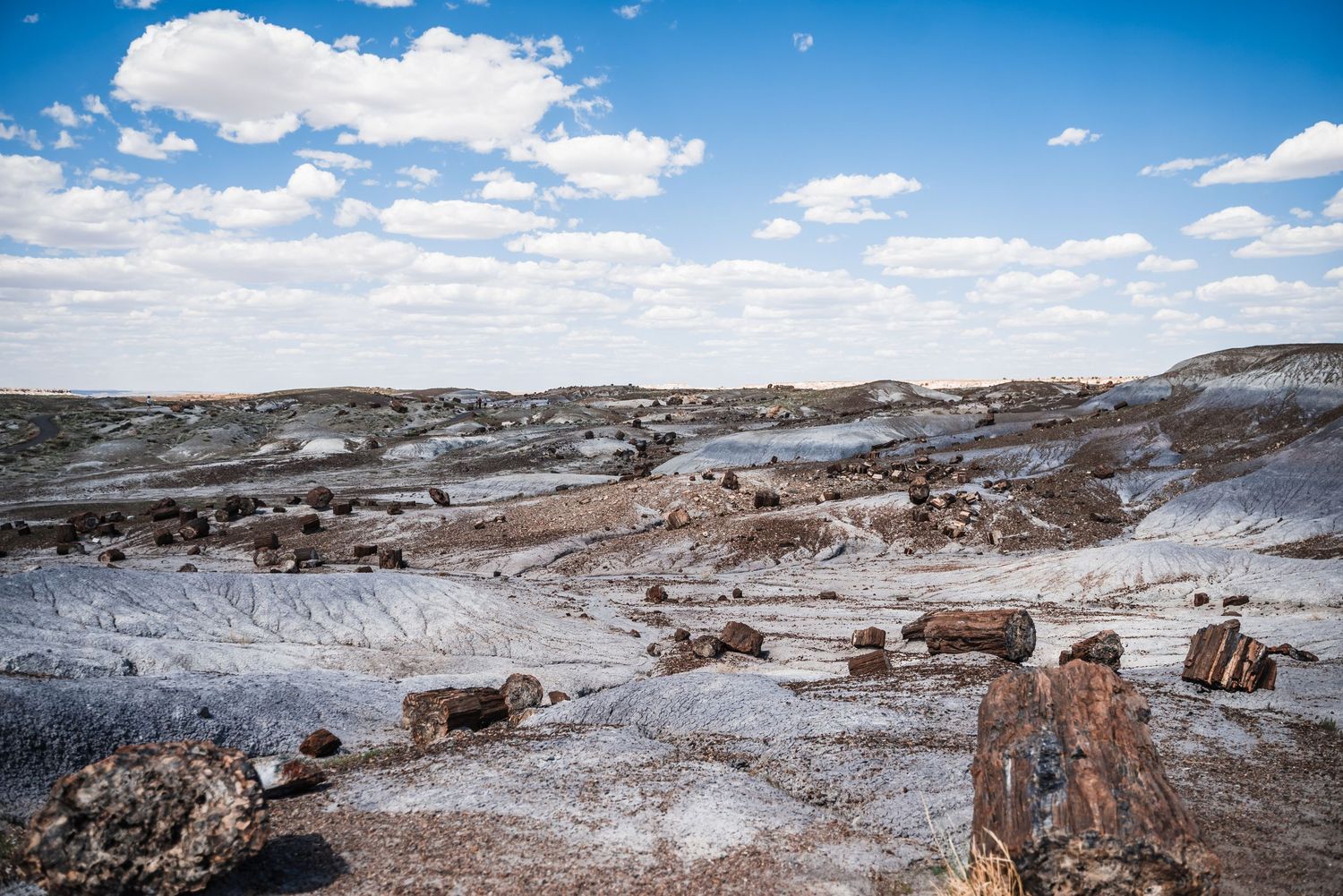 Desert badlands landscape with scattered rocks and petrified wood under bright blue sky.