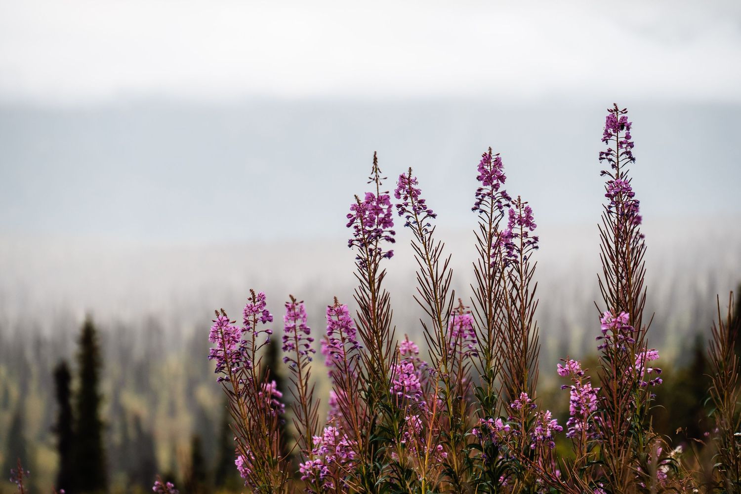Purple fireweed flowers bloom against a misty mountain backdrop with evergreen trees in the distance.
