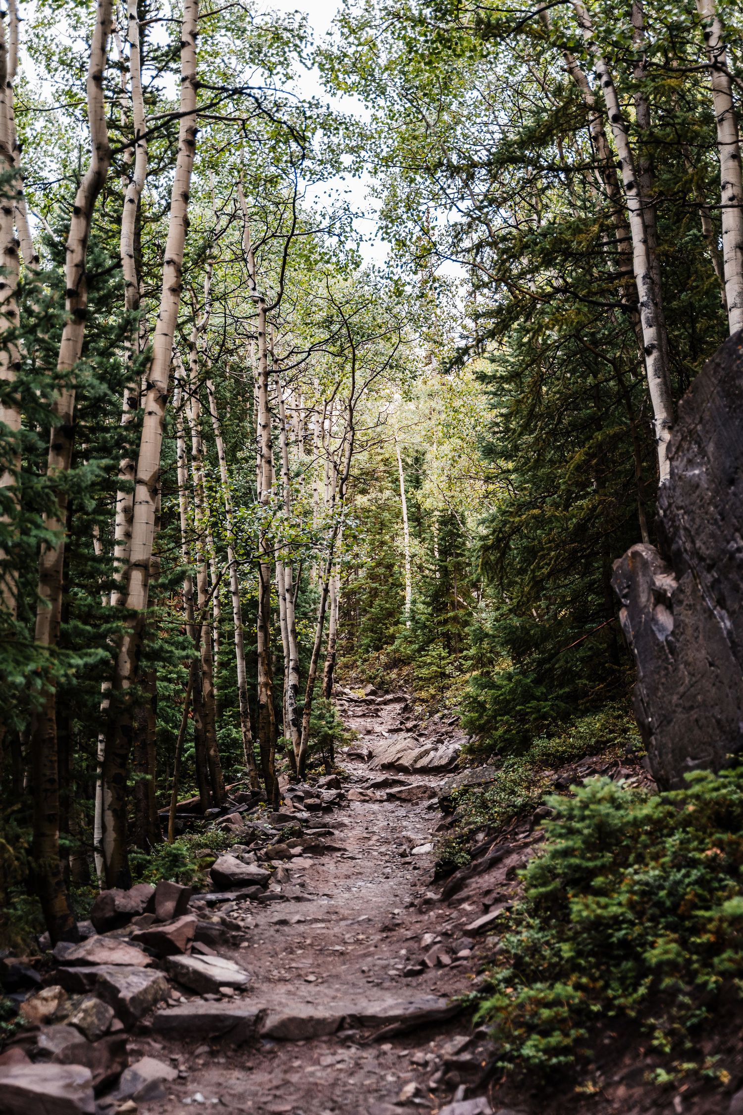 Rocky hiking trail winds through a mixed forest of birch and evergreen trees.