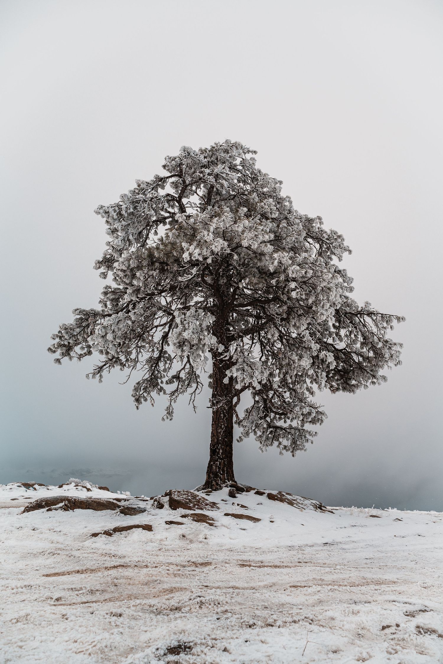 A solitary snow-covered tree stands majestically on a winter hillside against a moody gray sky.