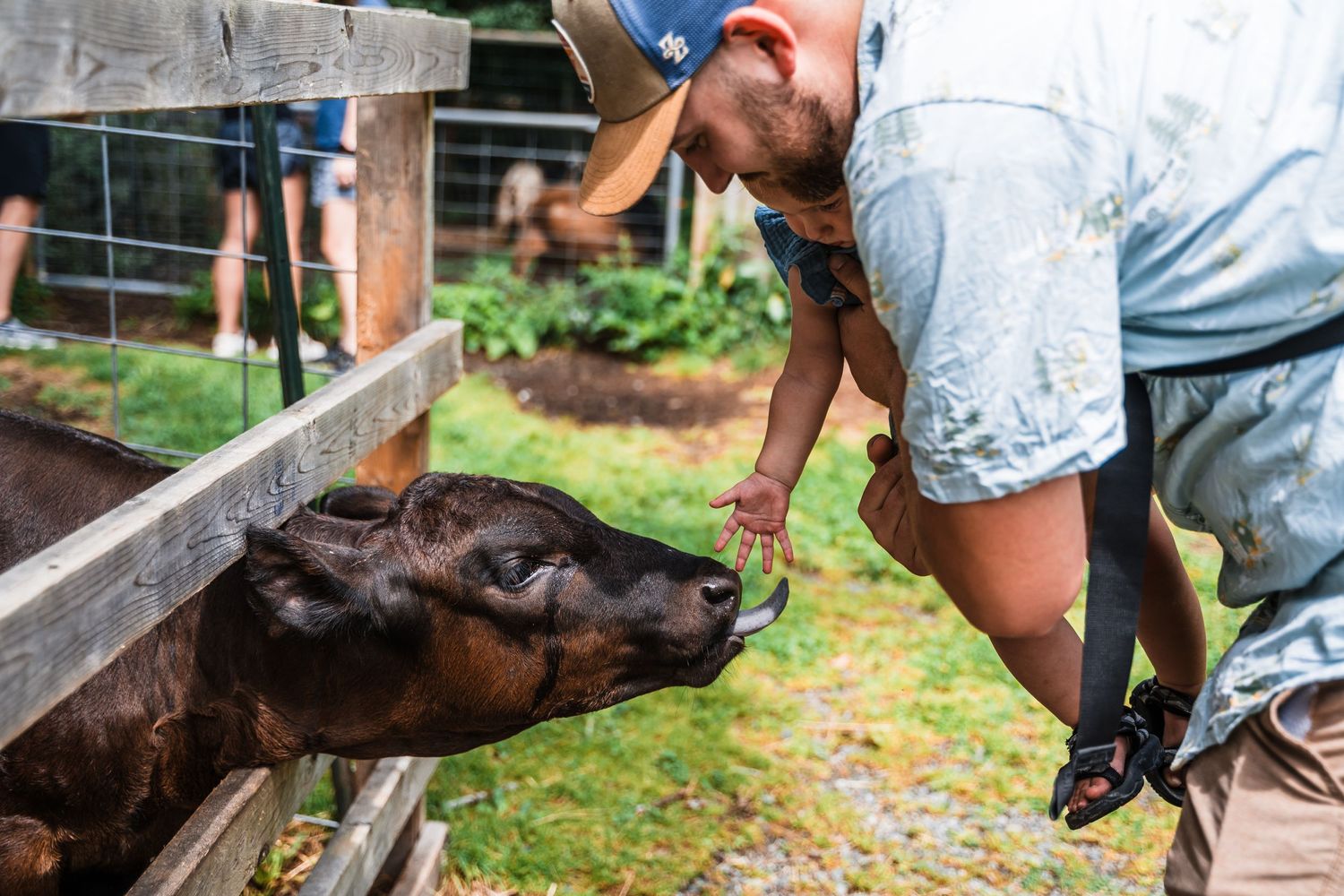 A close-up shot of someone feeding a black cow through a wooden fence on a farm.