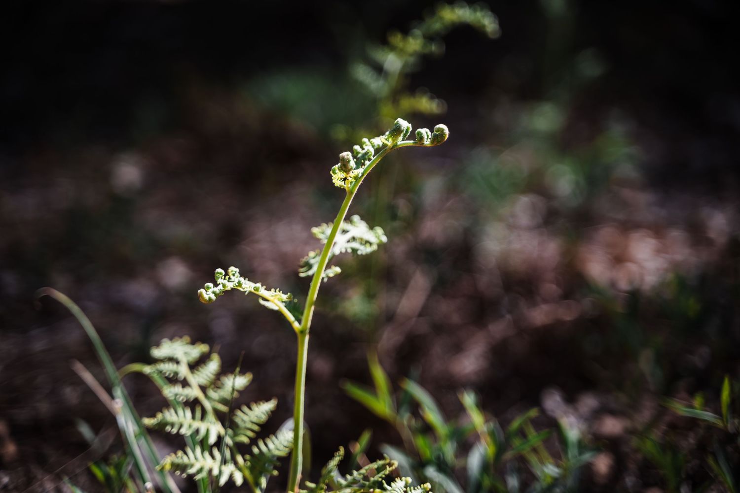 Delicate green fern frond unfurls against a dark forest background in natural sunlight.