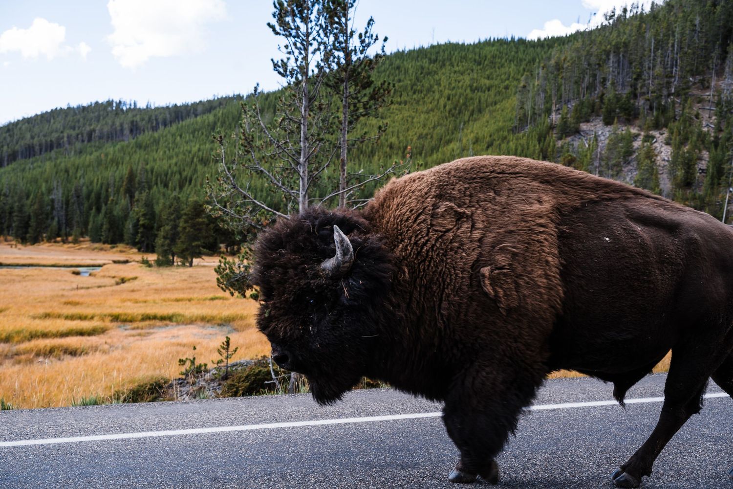 A panoramic view of wild bison roaming near a road in a mountainous forest landscape.
