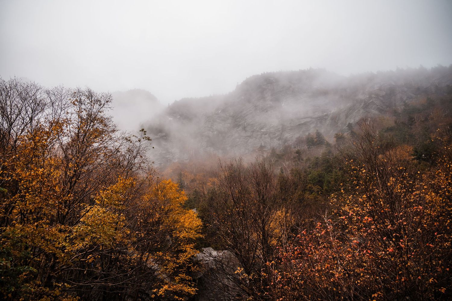 Misty mountain landscape with golden autumn foliage and bare trees against fog-covered slopes in moody weather.