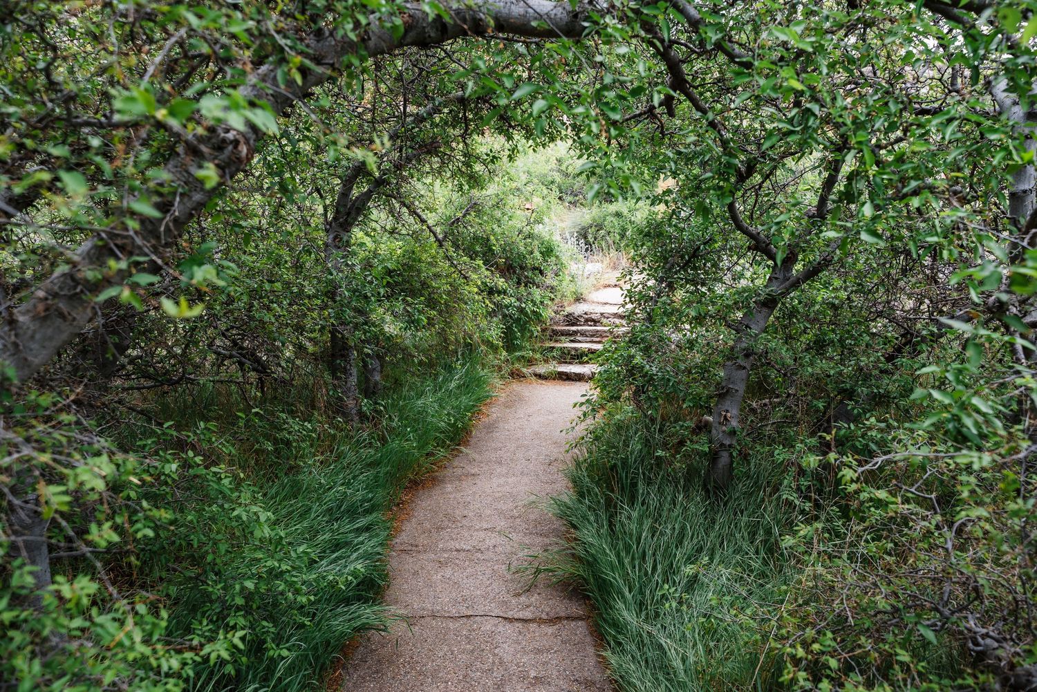 A peaceful dirt walking path winds through a natural tunnel formed by overhanging trees and green foliage.