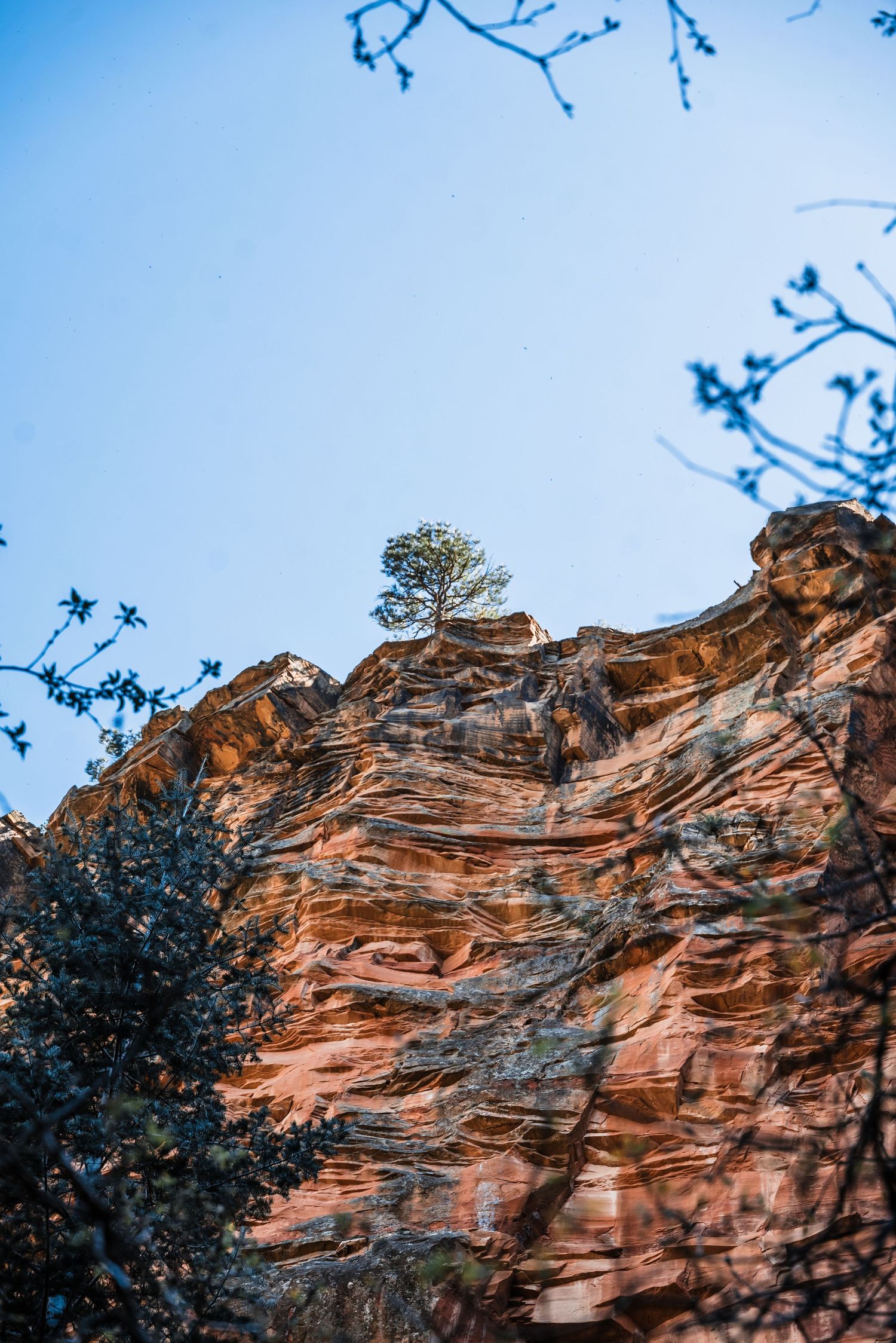 Lone tree perched atop dramatic red sandstone cliff face against bright blue sky.